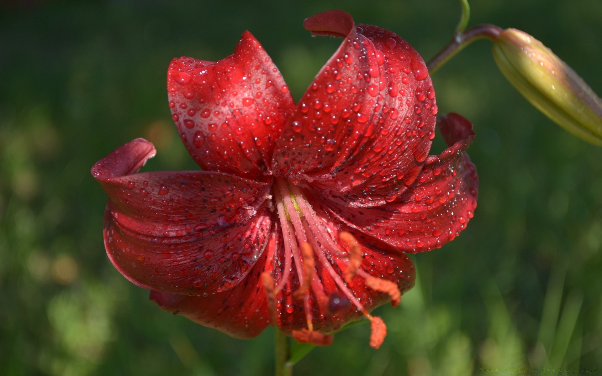 flowers nature flower flora garden summer color leaf outdoors close-up bright beautiful floral husk