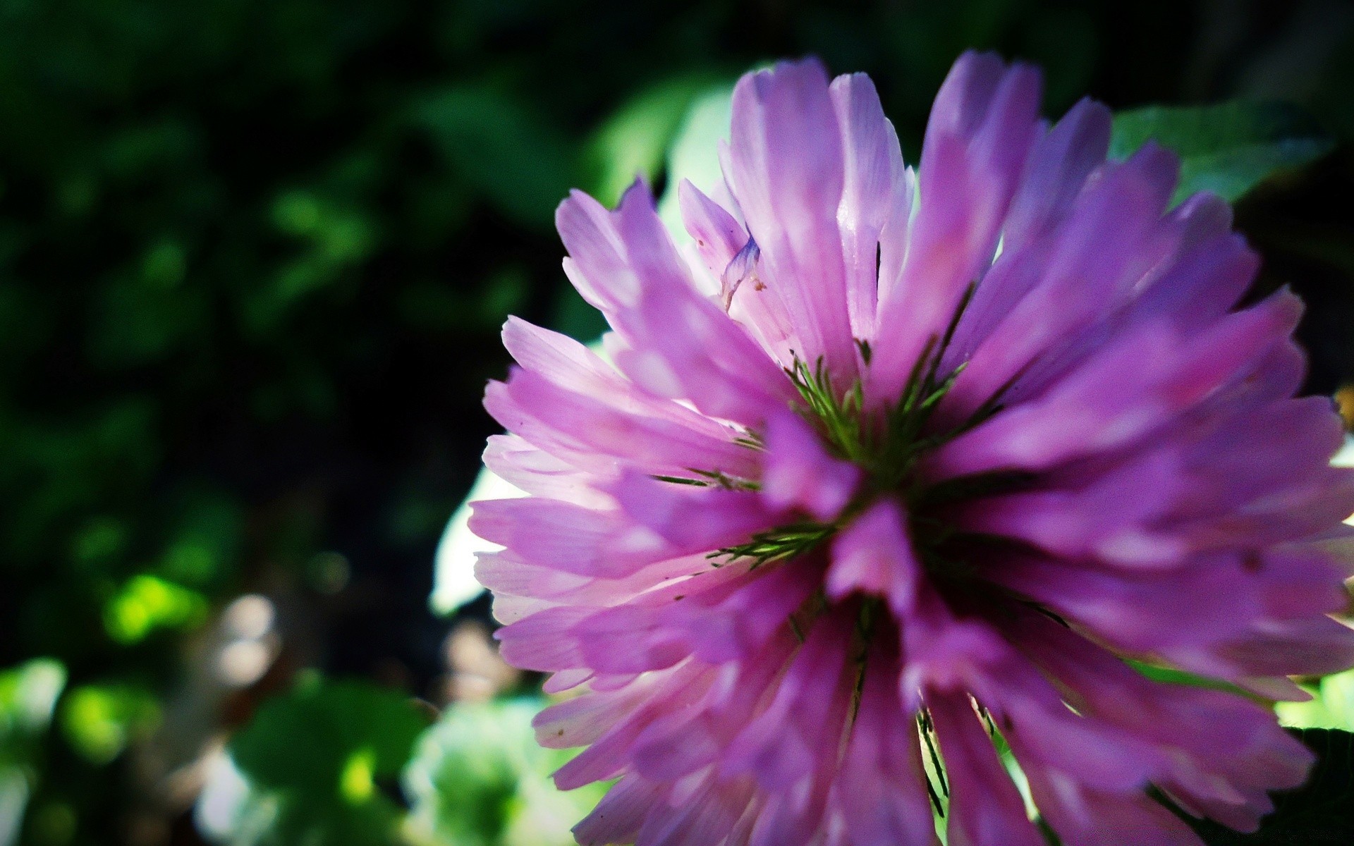 flowers flower nature flora garden summer blooming petal color leaf floral outdoors