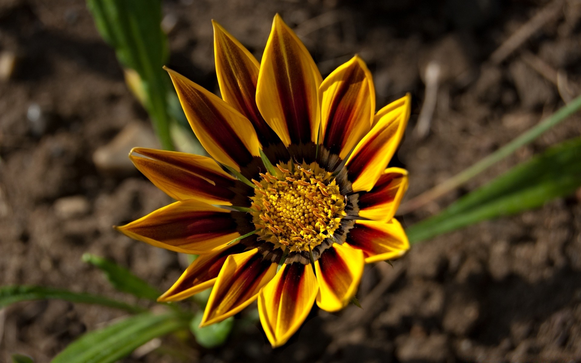 çiçekler doğa flora çiçek bahçe yaz yaprak petal açık havada parlak büyüme çiçeklenme renk