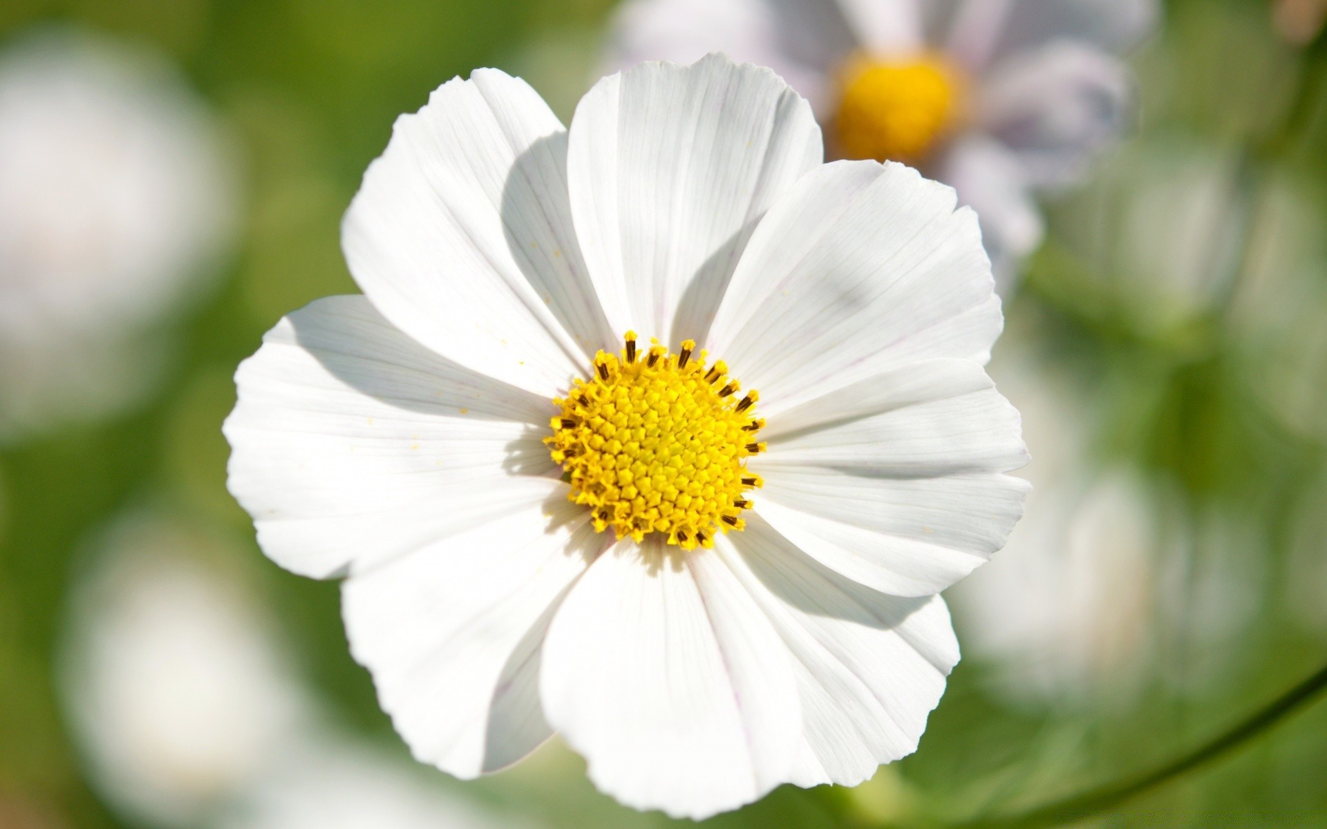 flowers nature flora flower summer leaf garden petal close-up chamomile bright blooming growth color grass