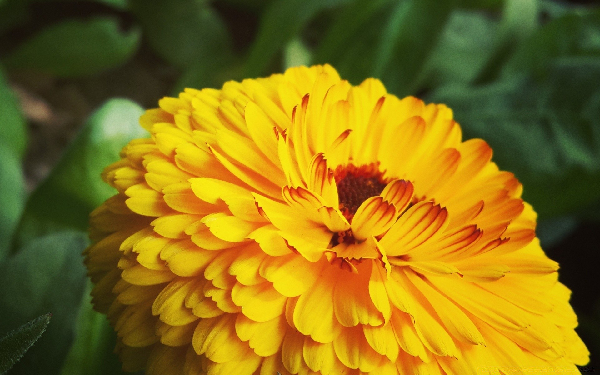 blumen natur blume flora blütenblatt sommer garten blatt blühen blumen hell farbe wachstum schließen im freien schön