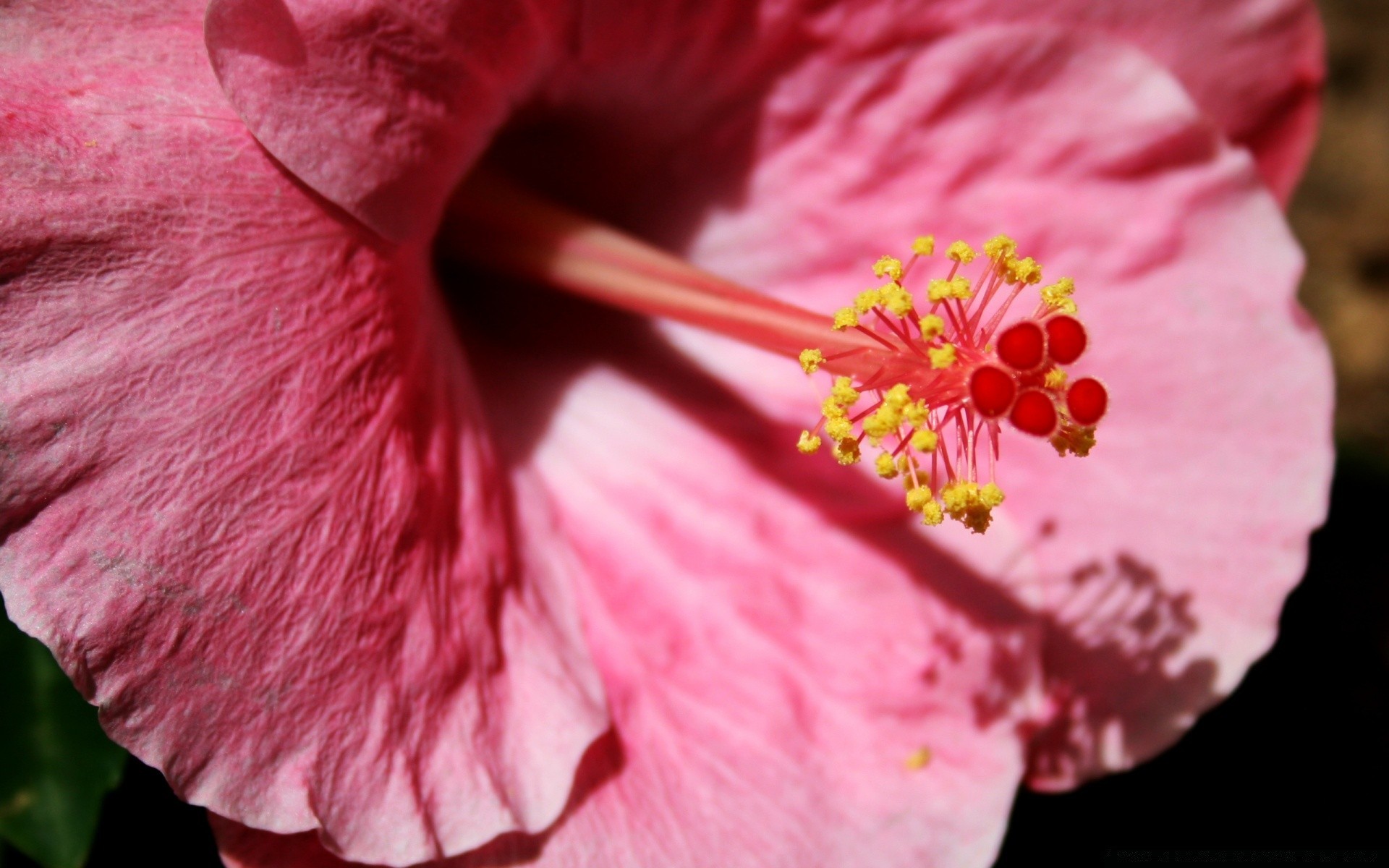 flores flor flora natureza folha hibisco pétala jardim floral blooming cor delicado brilhante rosa verão close-up