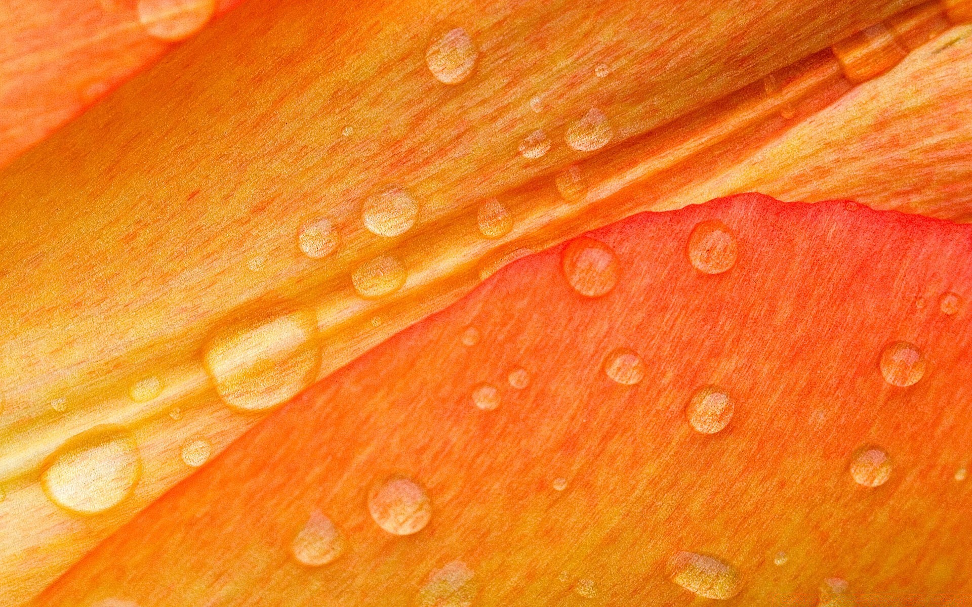 flowers wet dew texture color desktop abstract drop water rain bright pattern nature flora close-up leaf design clean