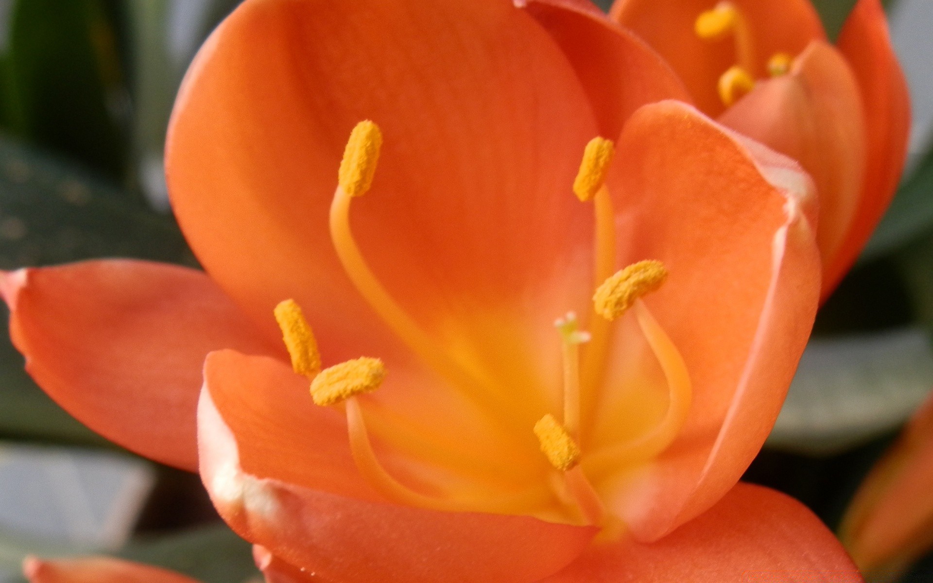 blumen blume natur blatt flora tulpe unschärfe im freien sanft garten blütenblatt ein hell sommer farbe exotisch