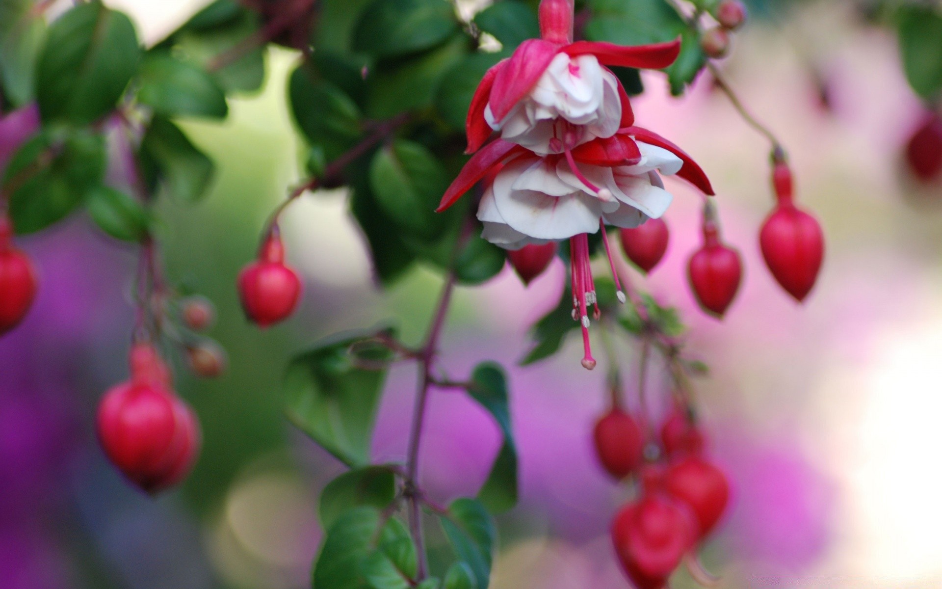 fleurs nature feuille jardin arbre fleur couleur flore branche saison fruits décoration hiver belle été arbuste noël