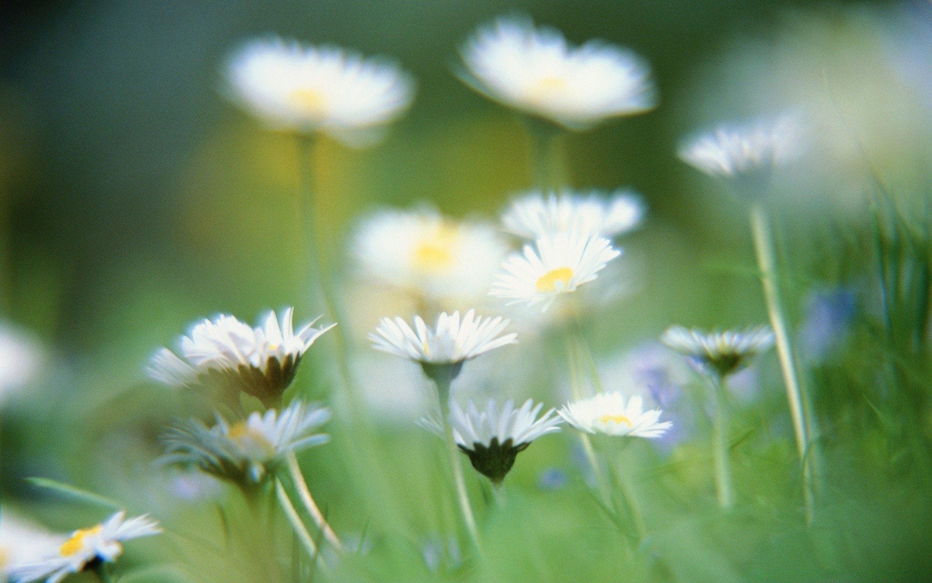 flowers nature flower flora summer garden leaf grass growth field hayfield fair weather bright wild floral outdoors season blur close-up sun