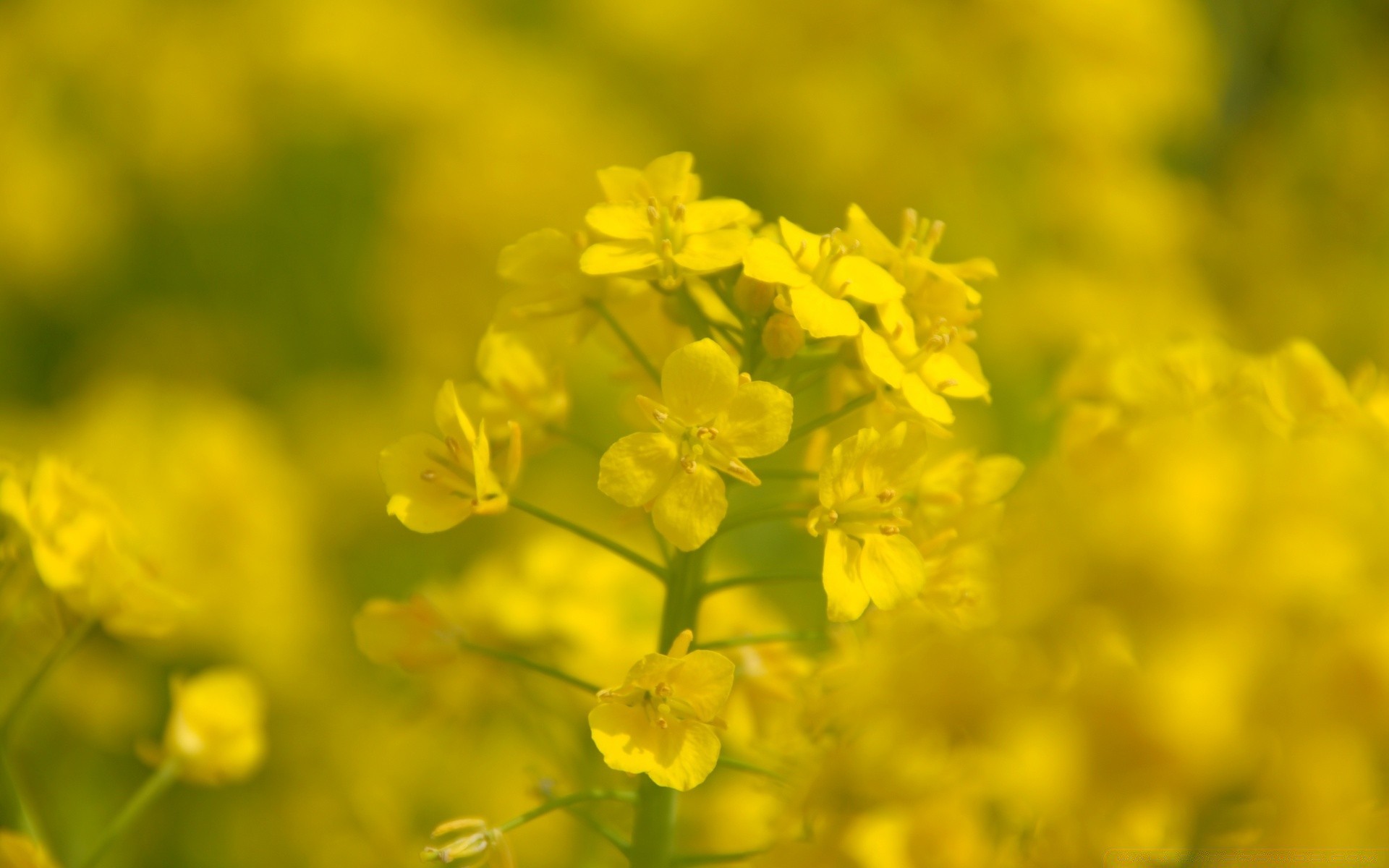 fleurs fleur nature flore champ été rural bluming saison agriculture environnement foin croissance feuille floral jardin couleur huile lumineux à l extérieur