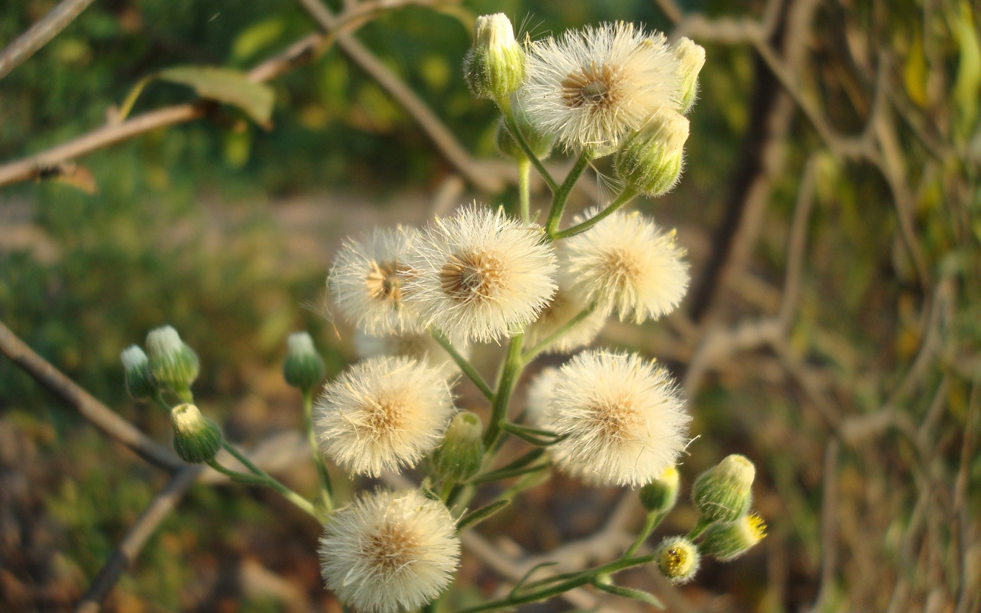 çiçekler doğa flora çiçek bahçe yaprak yaz açık havada renk çiçeklenme yakın çekim çiçek şube büyüme ortamlar sezon vahşi çimen alan ağaç