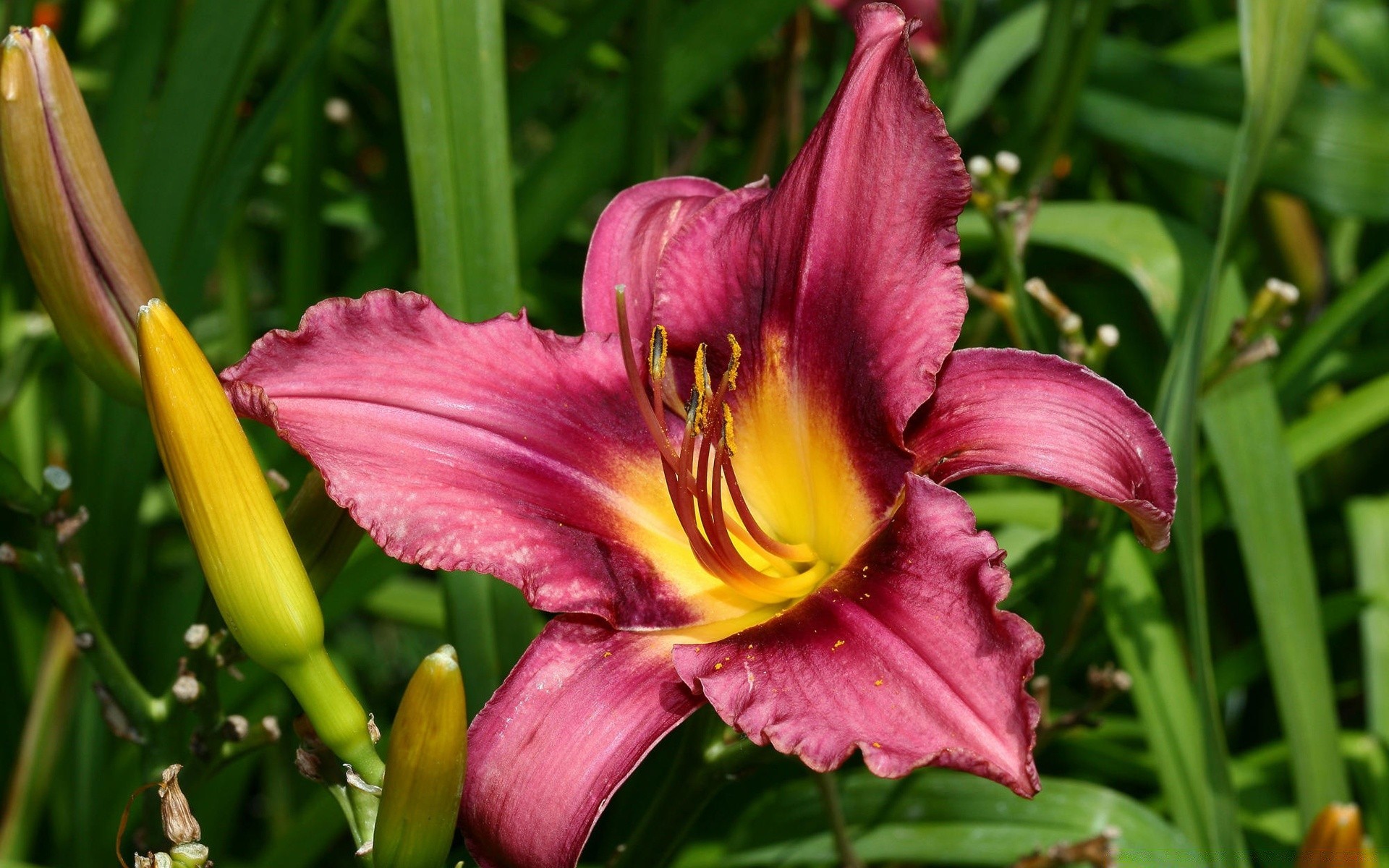 fiori natura flora fiore foglia giardino estate tropicale all aperto vivid crescita floreale di colore parco erba