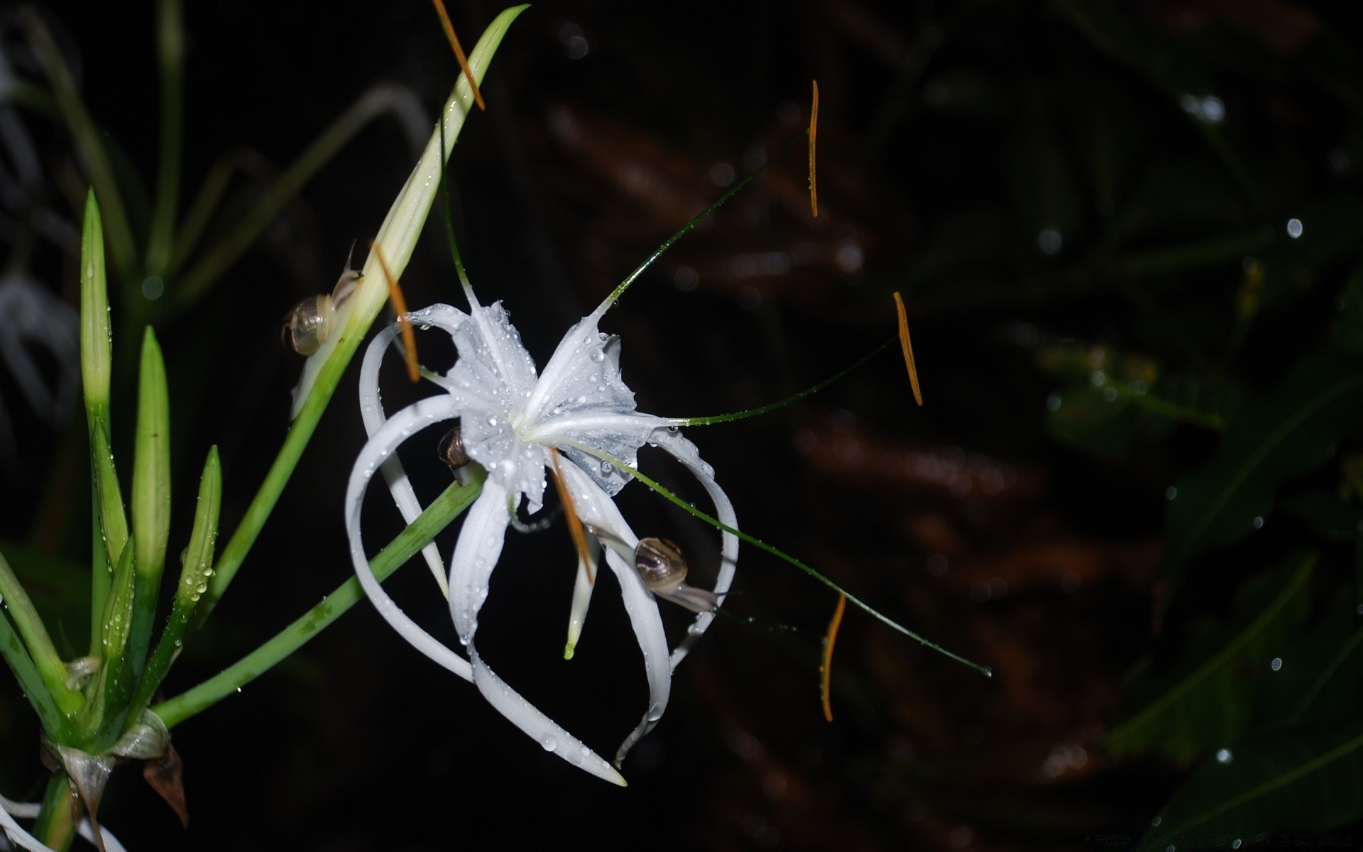 花 自然 花 植物群 叶 户外 特写 花园 光