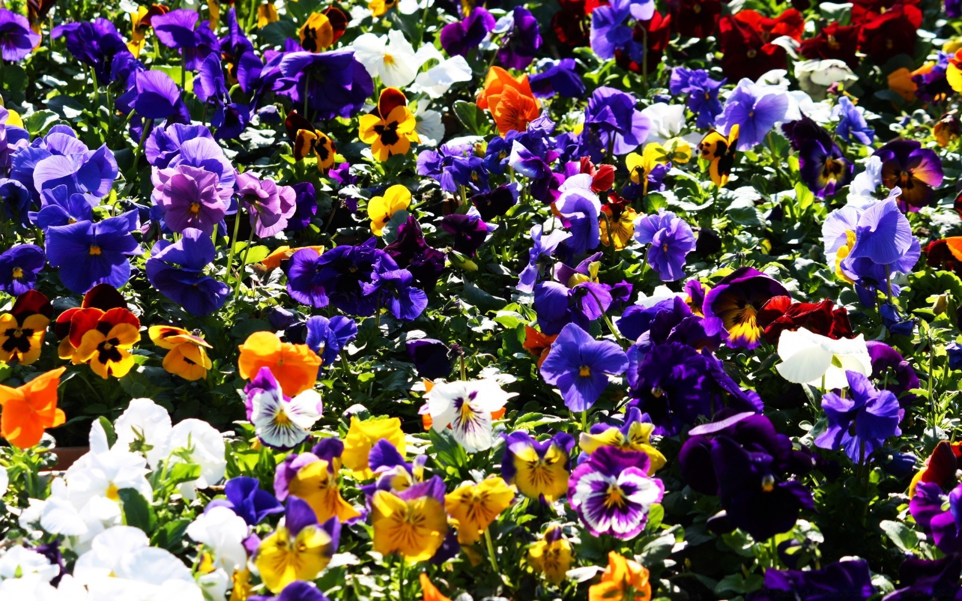 flowers flower garden flora nature leaf summer blooming floral petal growth color violet bright field bed outdoors season hayfield botanical