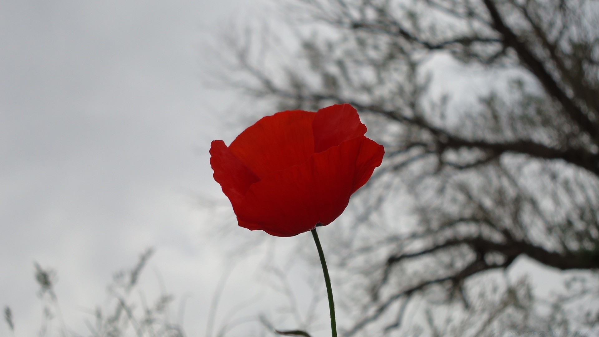 flores flor naturaleza poppy nieve flora invierno color estación al aire libre rosa campo hoja verano