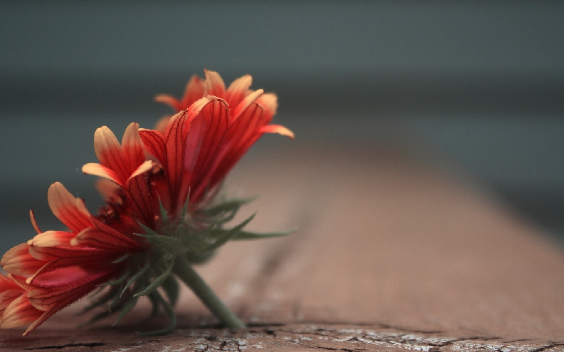 çiçekler doğa çiçek yaz yaprak flora parlak büyüme