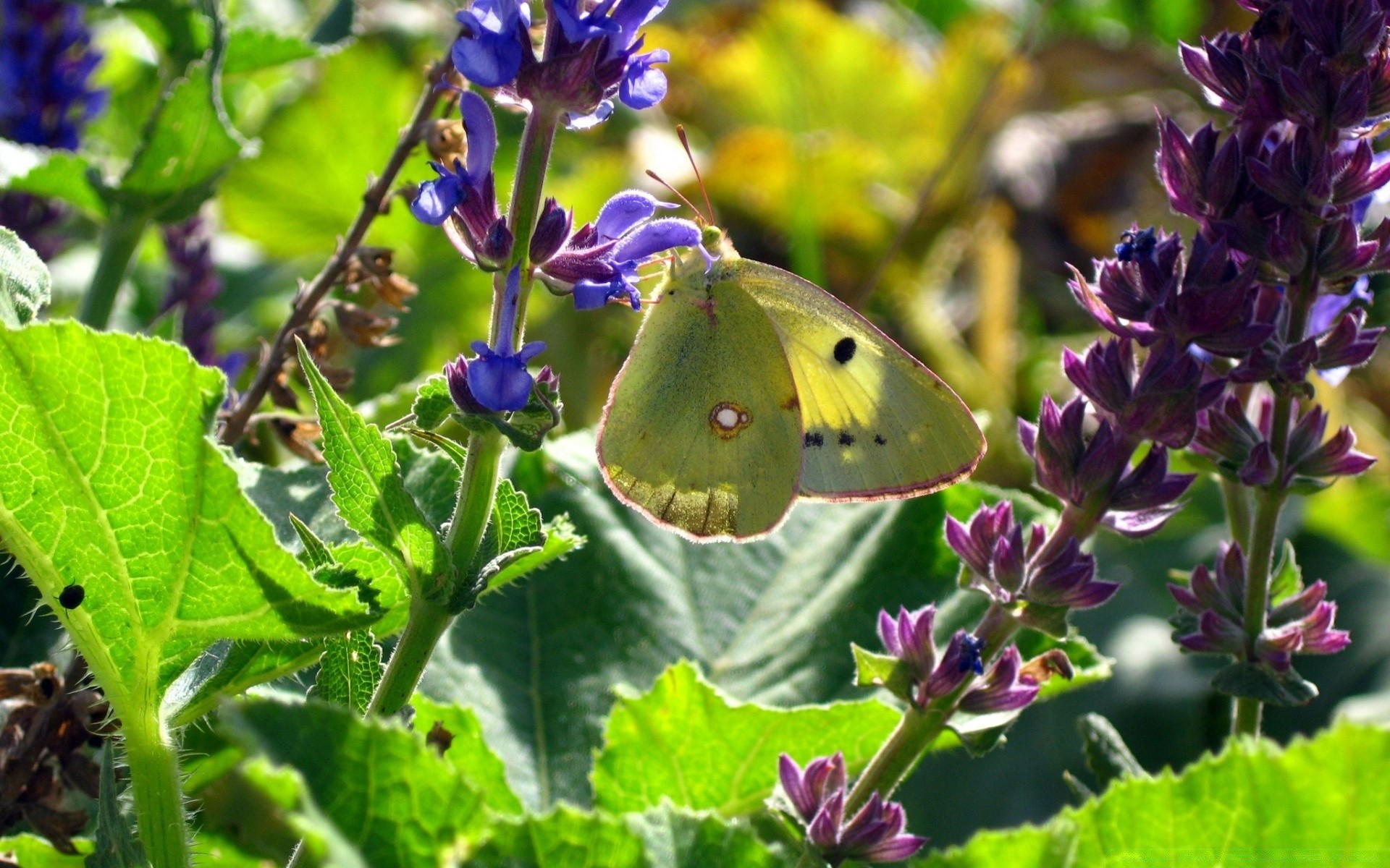 blumen natur blume flora garten blatt sommer schmetterling im freien insekt blühen farbe blumen wild schön zart violet