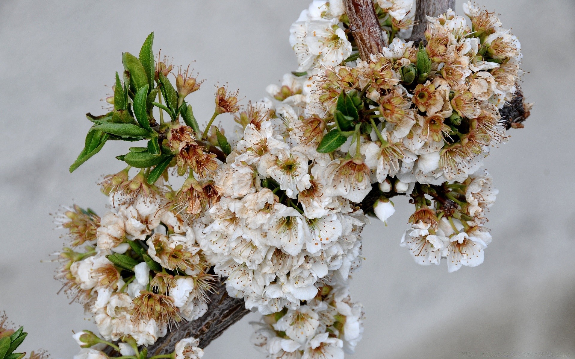 fiori fiore natura ramo floreale albero flora primo piano foglia stagione fioritura bouquet decorazione ciliegia freschezza compagno desktop