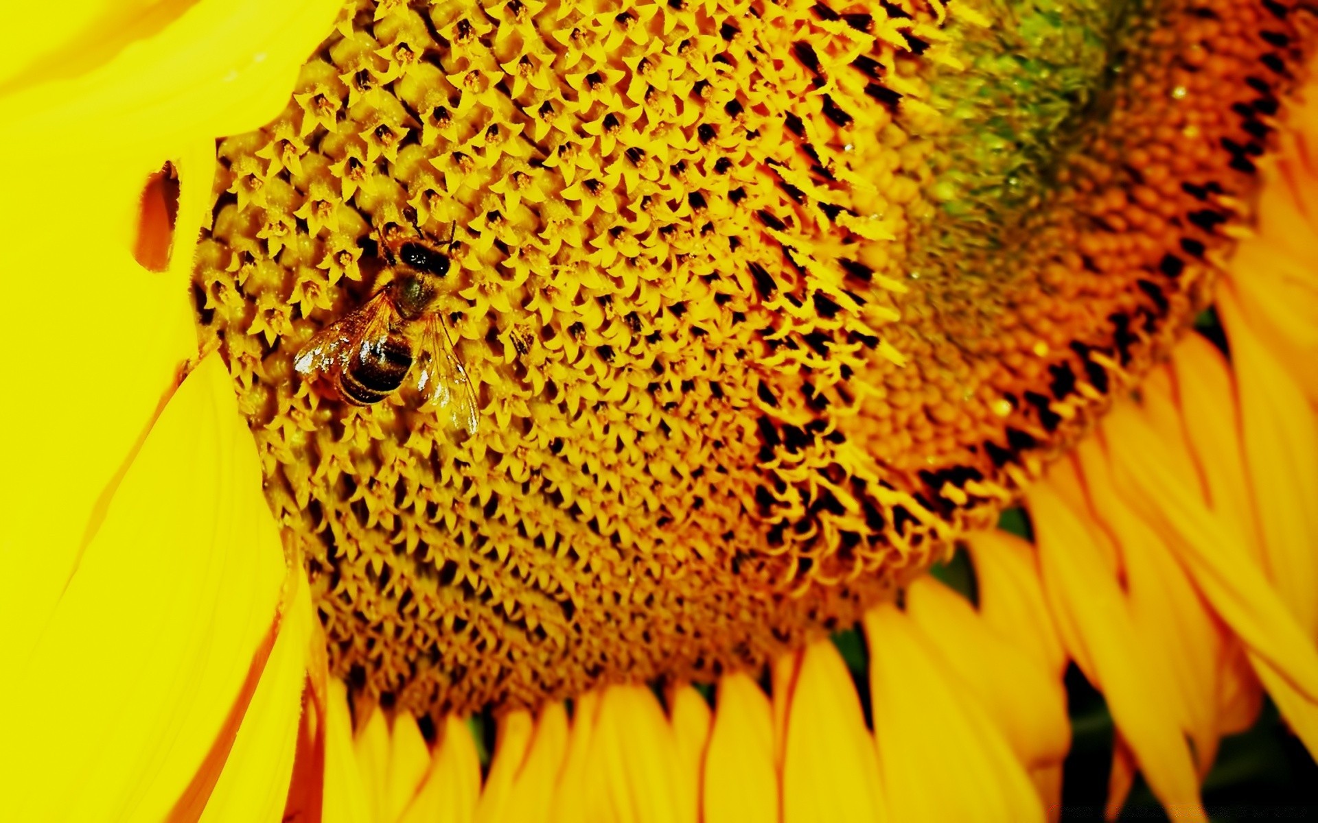 fleurs nature tournesol lumineux pollen flore bureau fleur insecte gros plan couleur miel belle abeille été