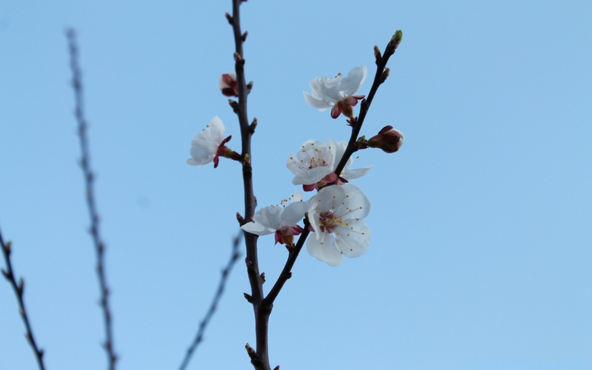 花 樱桃 分支 树 花 自然 天空 好友 苹果 李子 户外 增长 杏