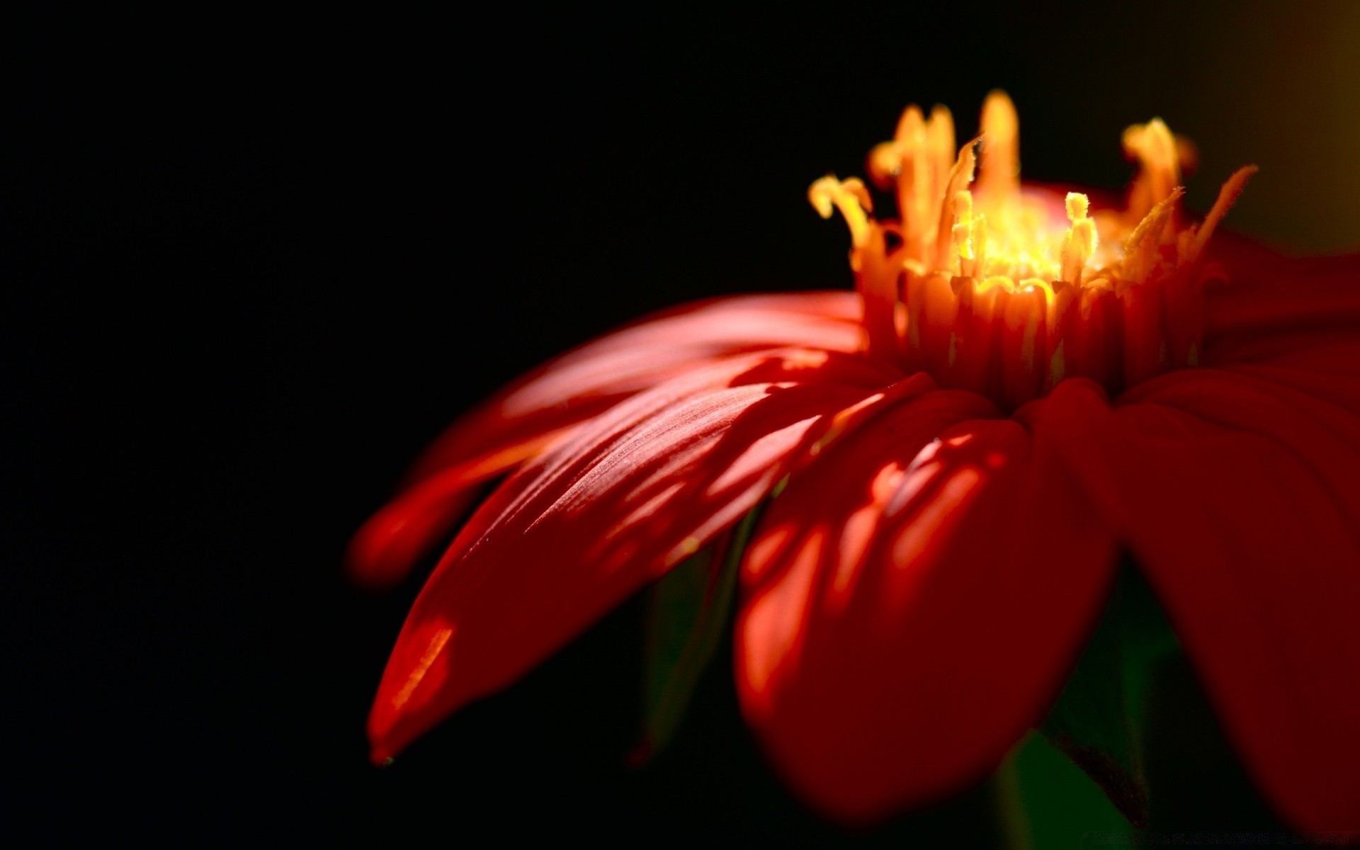 flowers flower nature flora color blur beautiful leaf bright garden petal light summer