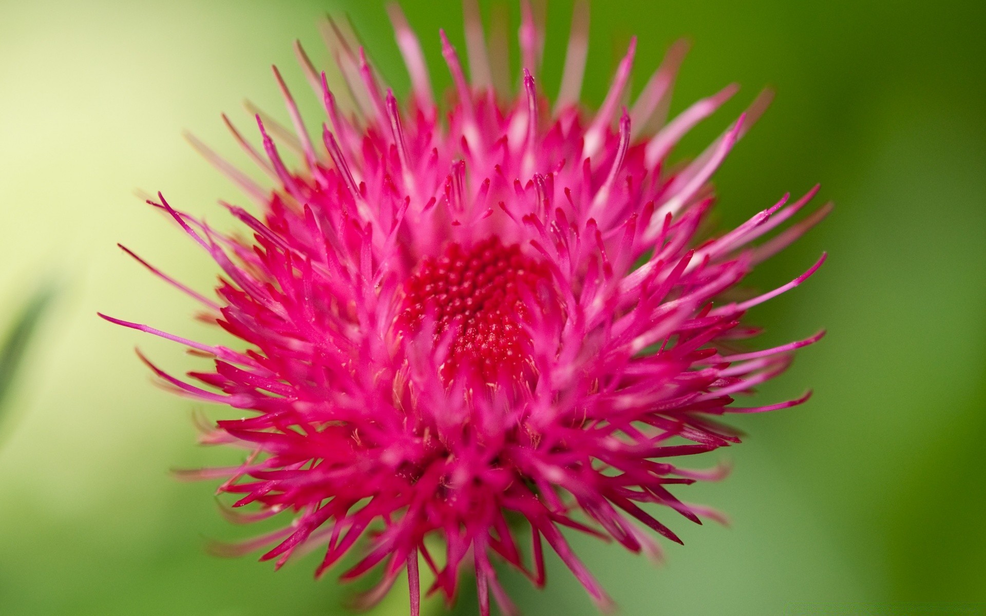 flowers nature flower flora summer close-up garden outdoors leaf bright beautiful color