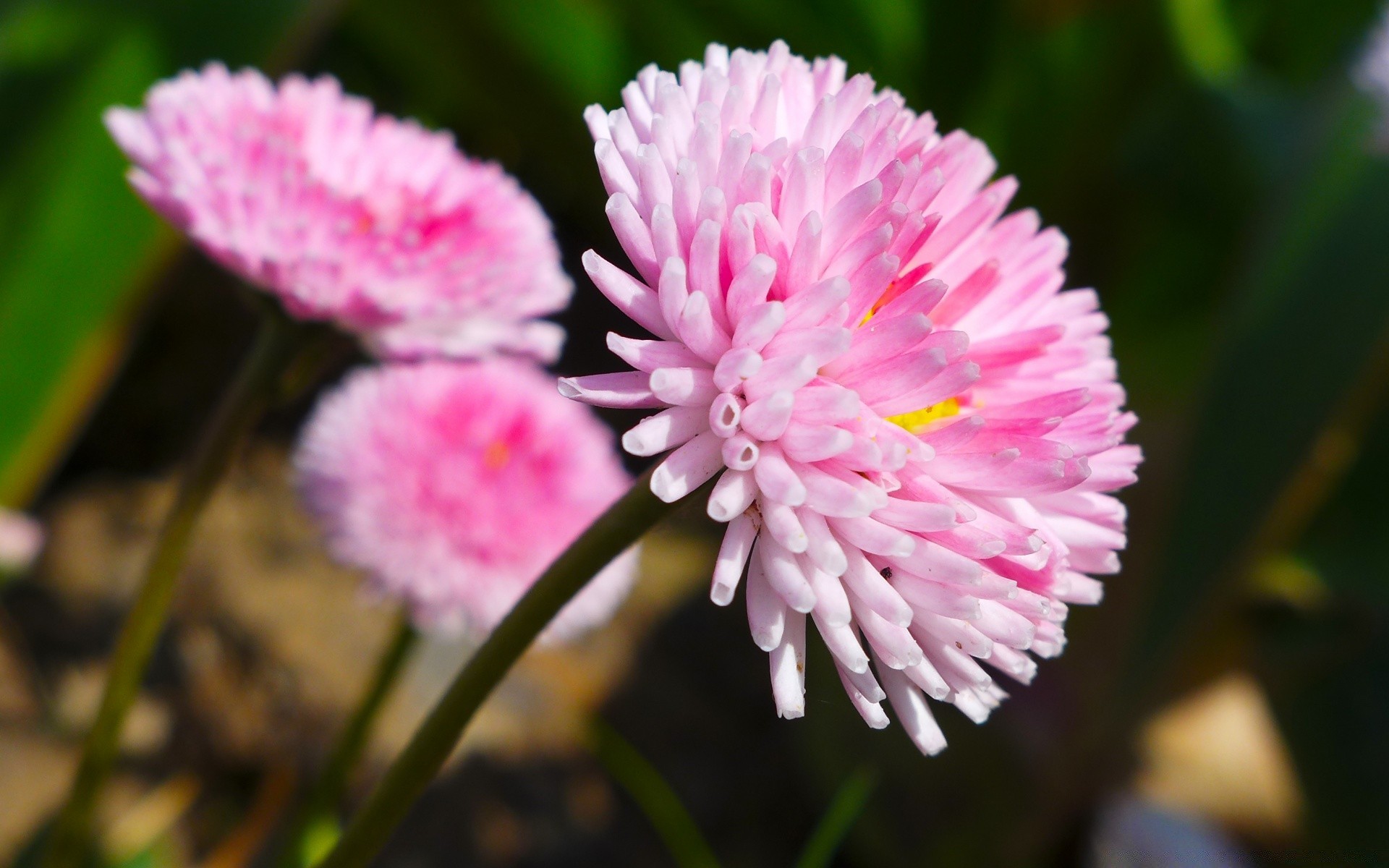 fleurs fleur nature flore pétale floral bluming jardin gros plan feuille belle couleur été lumineux saison parc délicat à l extérieur champ tête