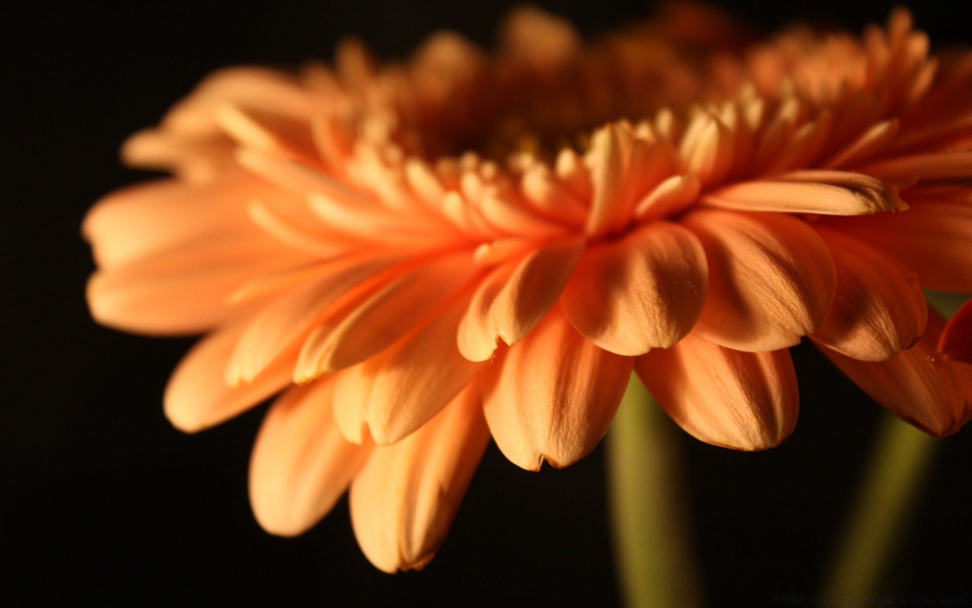 çiçekler doğa çiçek flora yaz petal renk parlak yaprak narin