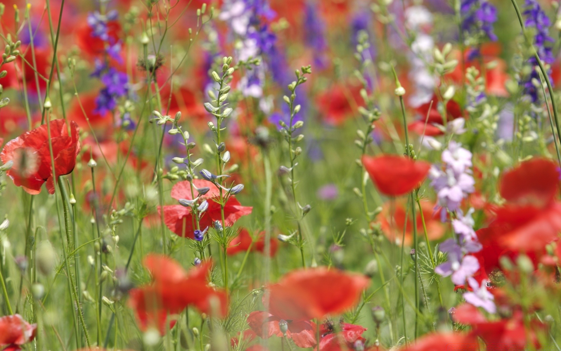 blumen blume natur sommer poppy feld flora garten gras des ländlichen gutes wetter heuhaufen im freien hell blatt blühen farbe wachstum wild blütenblatt