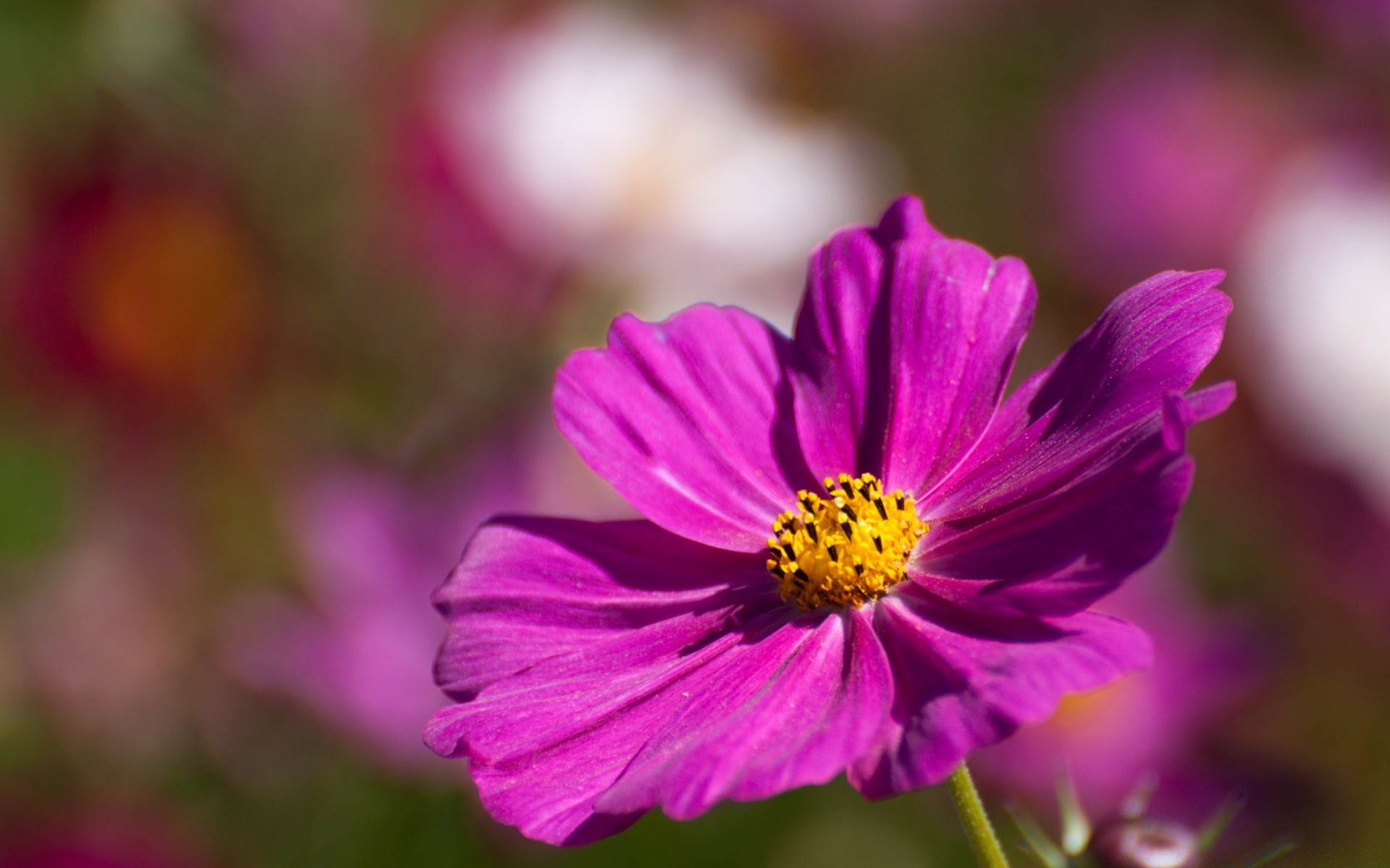 çiçekler doğa çiçek yaz flora bahçe yaprak parlak petal renk çiçek açan çiçek büyüme açık havada alan