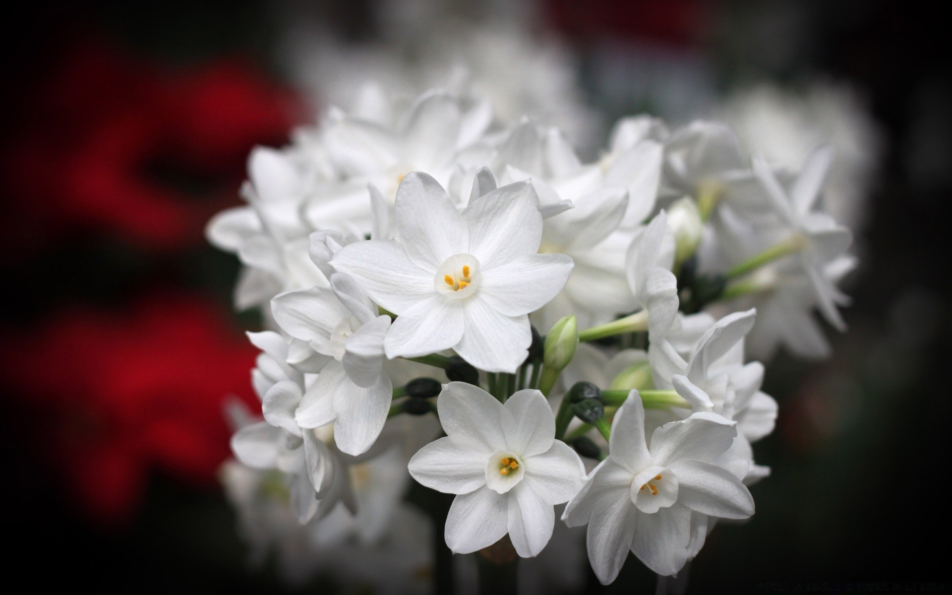 kwiaty kwiat natura flora ogród płatek bluming kwiatowy liść kolor piękny lato zbliżenie sezon bukiet jasny romantyczny