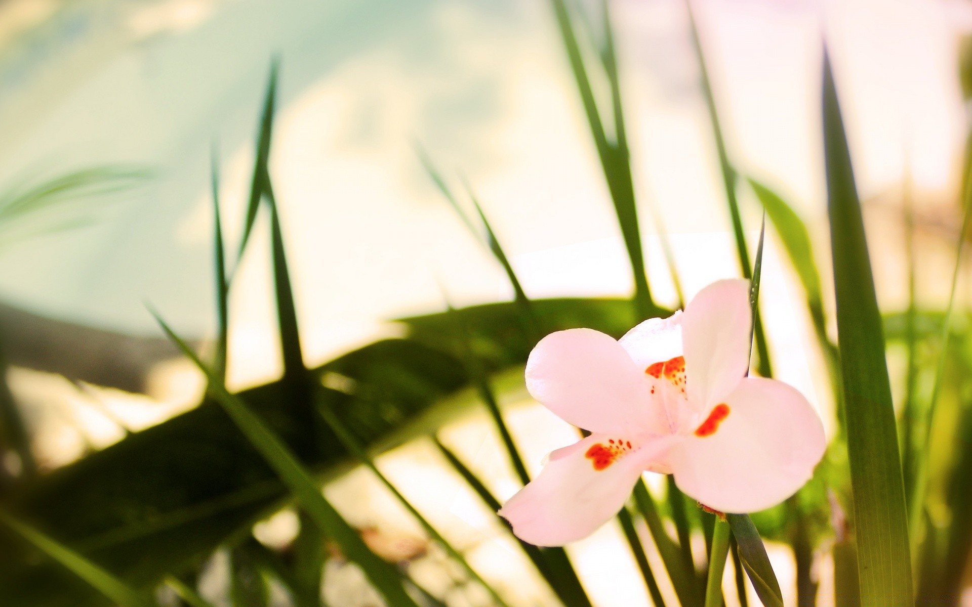 çiçekler çiçek doğa yaz yaprak flora çimen bulanıklık bahçe büyüme çiçek açık havada parlak paskalya güzel hava petal alan