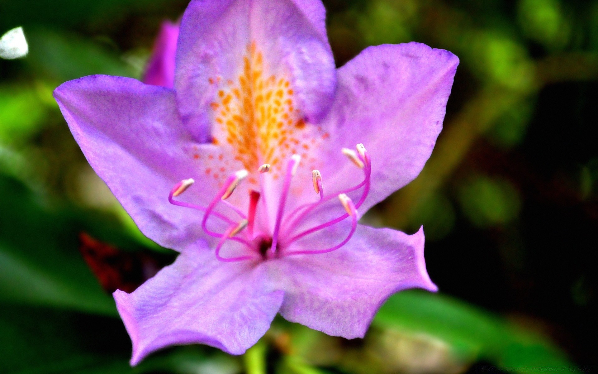 çiçekler doğa çiçek flora yaprak açık havada bahçe yaz çiçek açan petal renk parlak