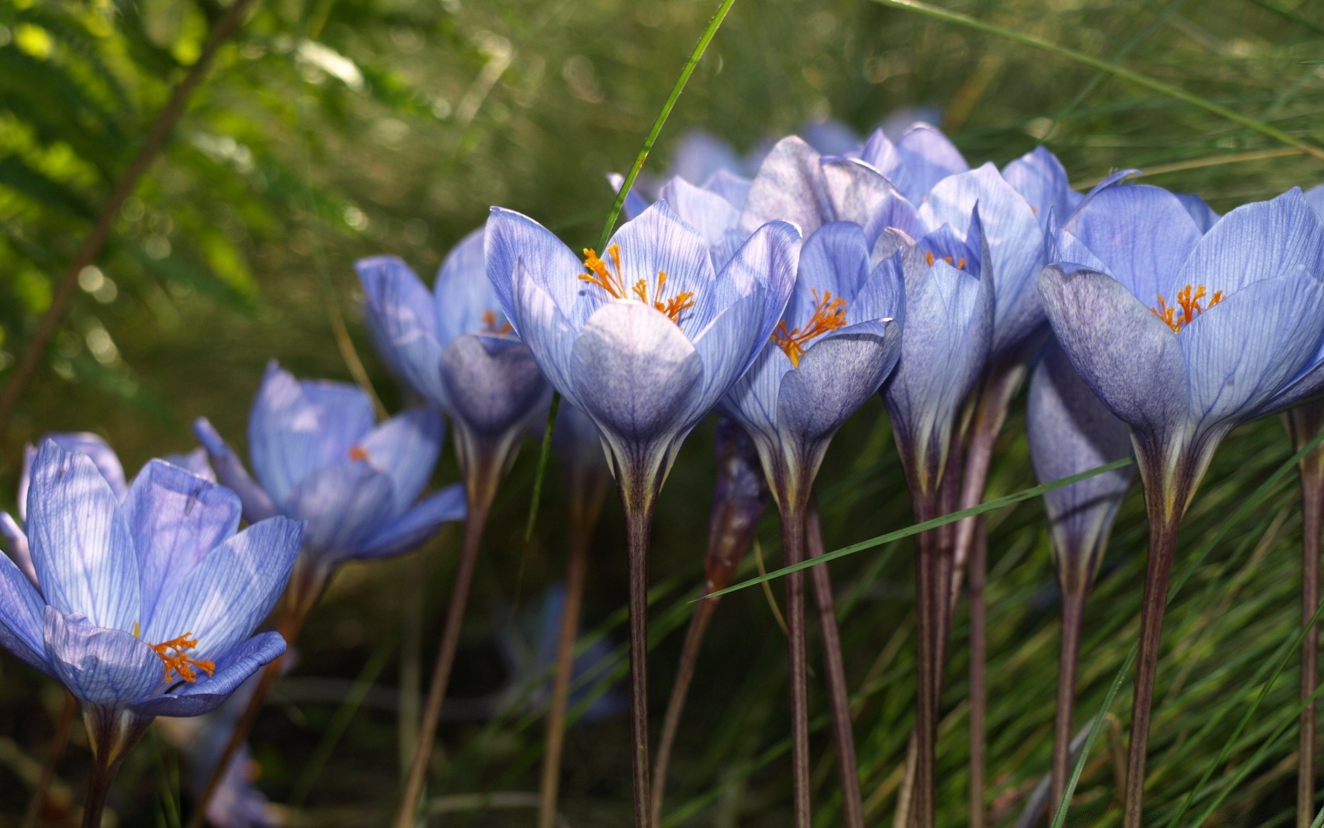 çiçekler doğa çiçek flora bahçe yaprak petal çiçek açan açık havada çimen park renk yaz çiğdem çiçek büyüme narin violet