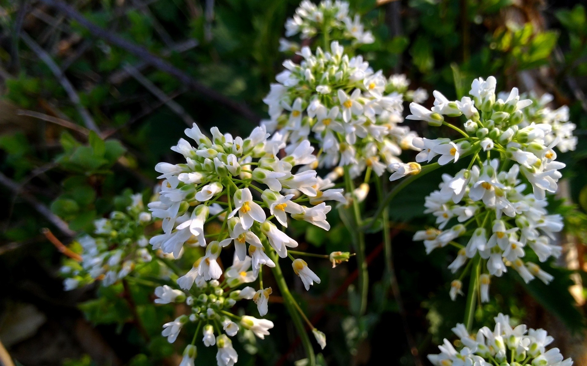 flowers flower nature flora blooming outdoors grass garden leaf petal floral wild season hayfield summer park field fair weather close-up tree