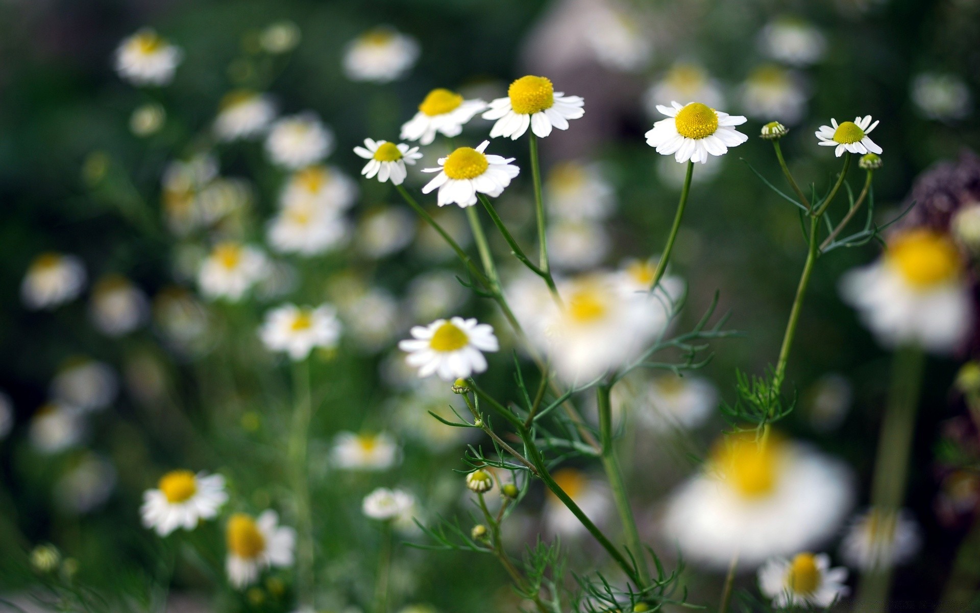 çiçekler doğa yaz flora çiçek saman papatyalar çimen alan güzel hava yaprak parlak bahçe kırsal açık havada büyüme güneş güneşli vahşi çiçeklenme