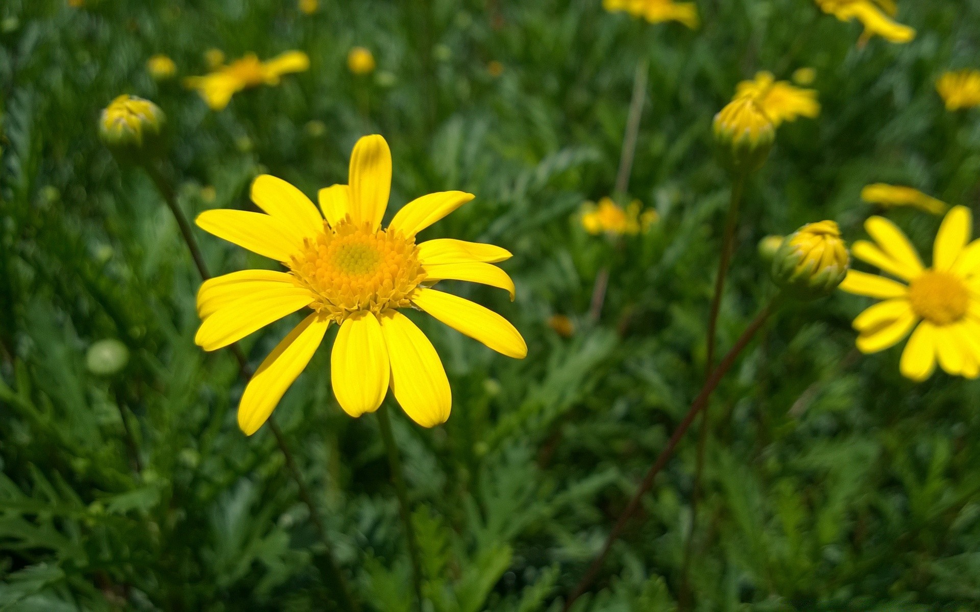 flowers nature summer flora flower field bright hayfield grass garden growth season color floral leaf rural close-up blooming fair weather petal