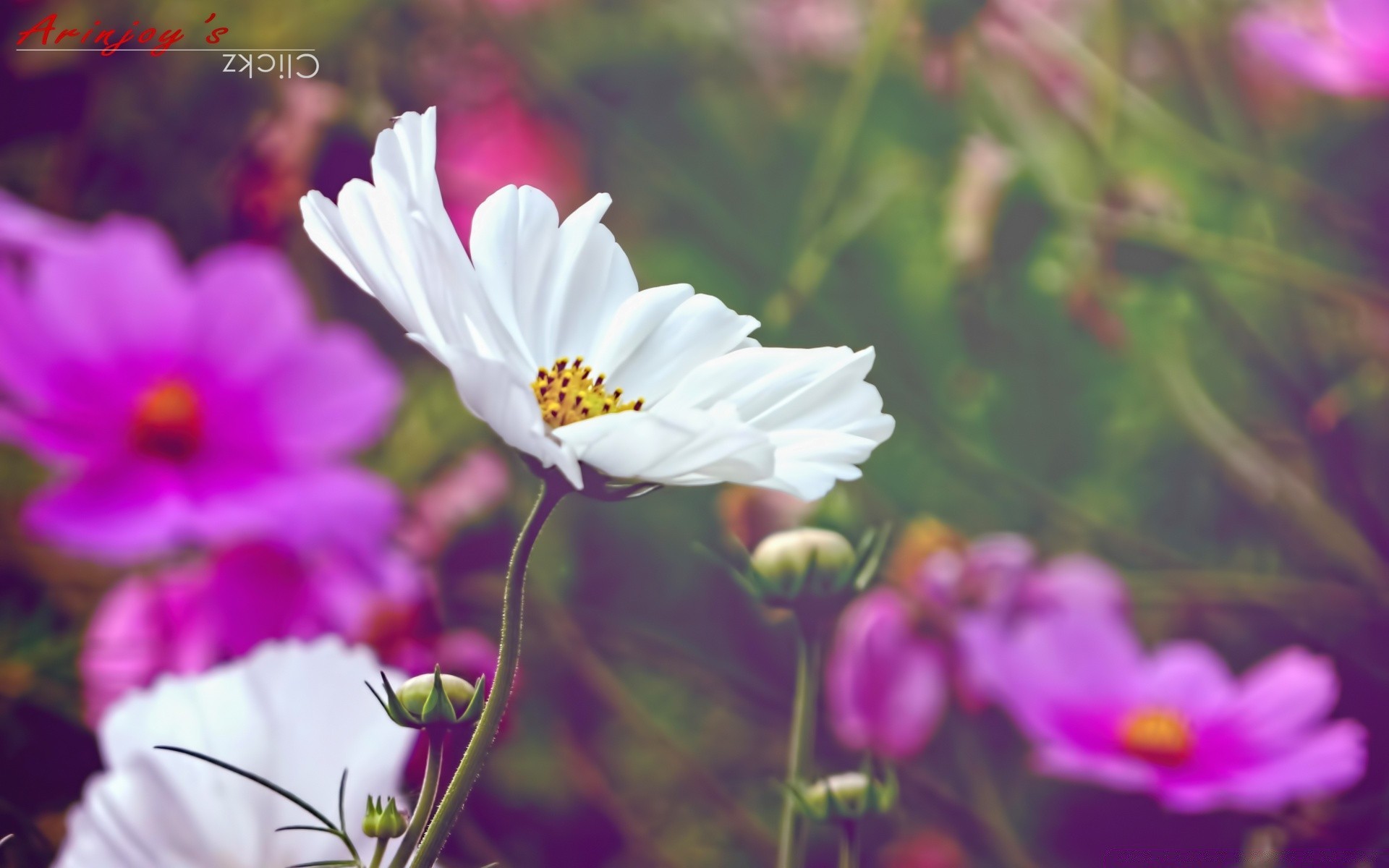 flowers nature flower summer flora bright leaf garden petal growth blooming outdoors color pollen floral fair weather wild close-up