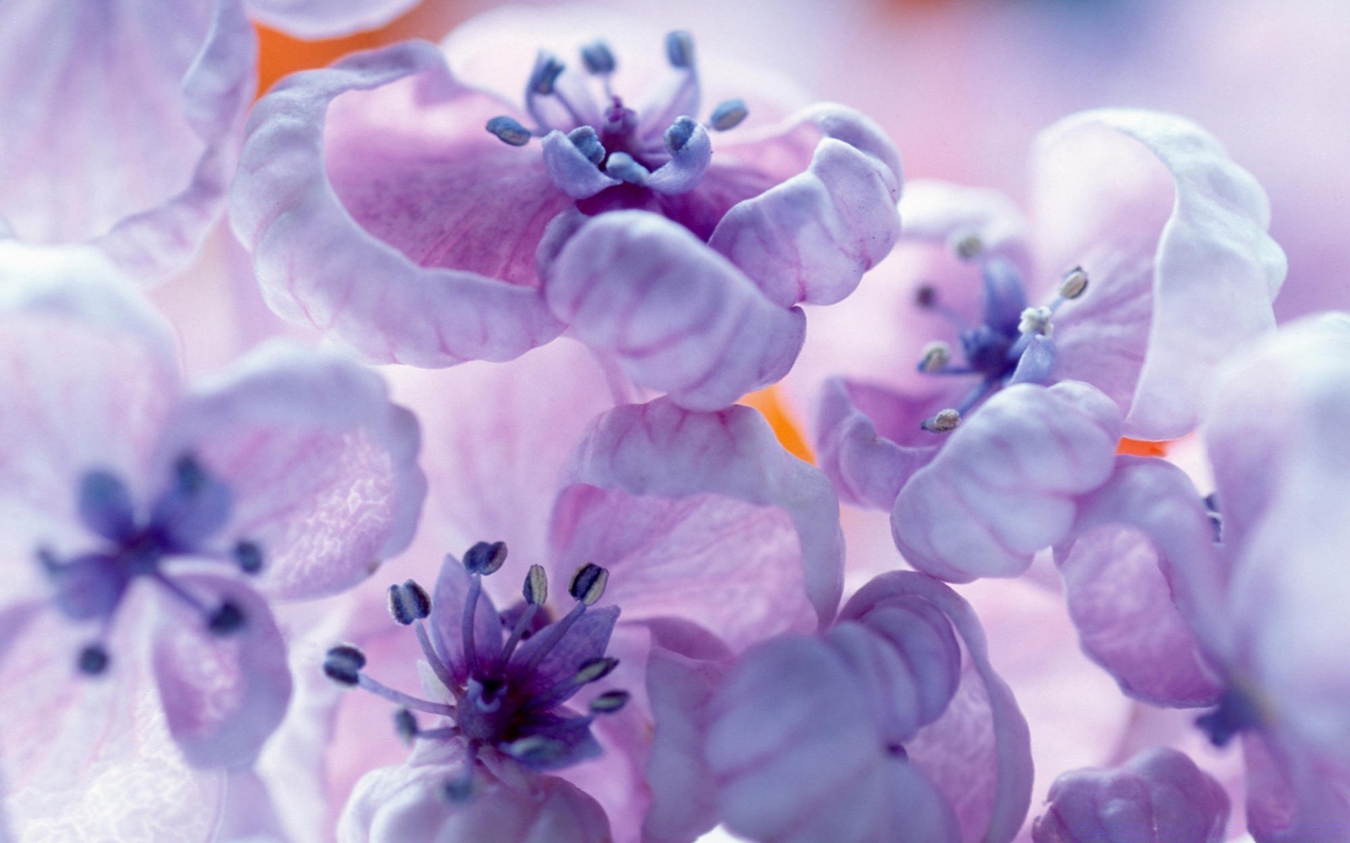 flores flor bonita natureza flora cor verão floral brilhante jardim pétala close-up blooming decoração desktop folha roxo temporada frescura