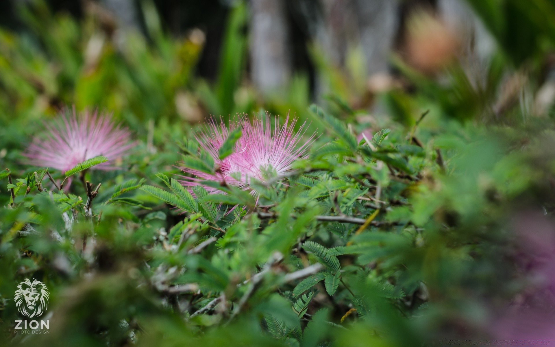 kwiaty natura liść flora lato kwiat trawa na zewnątrz jasny dziki ogród wzrost środowisko zbliżenie bluming kolor