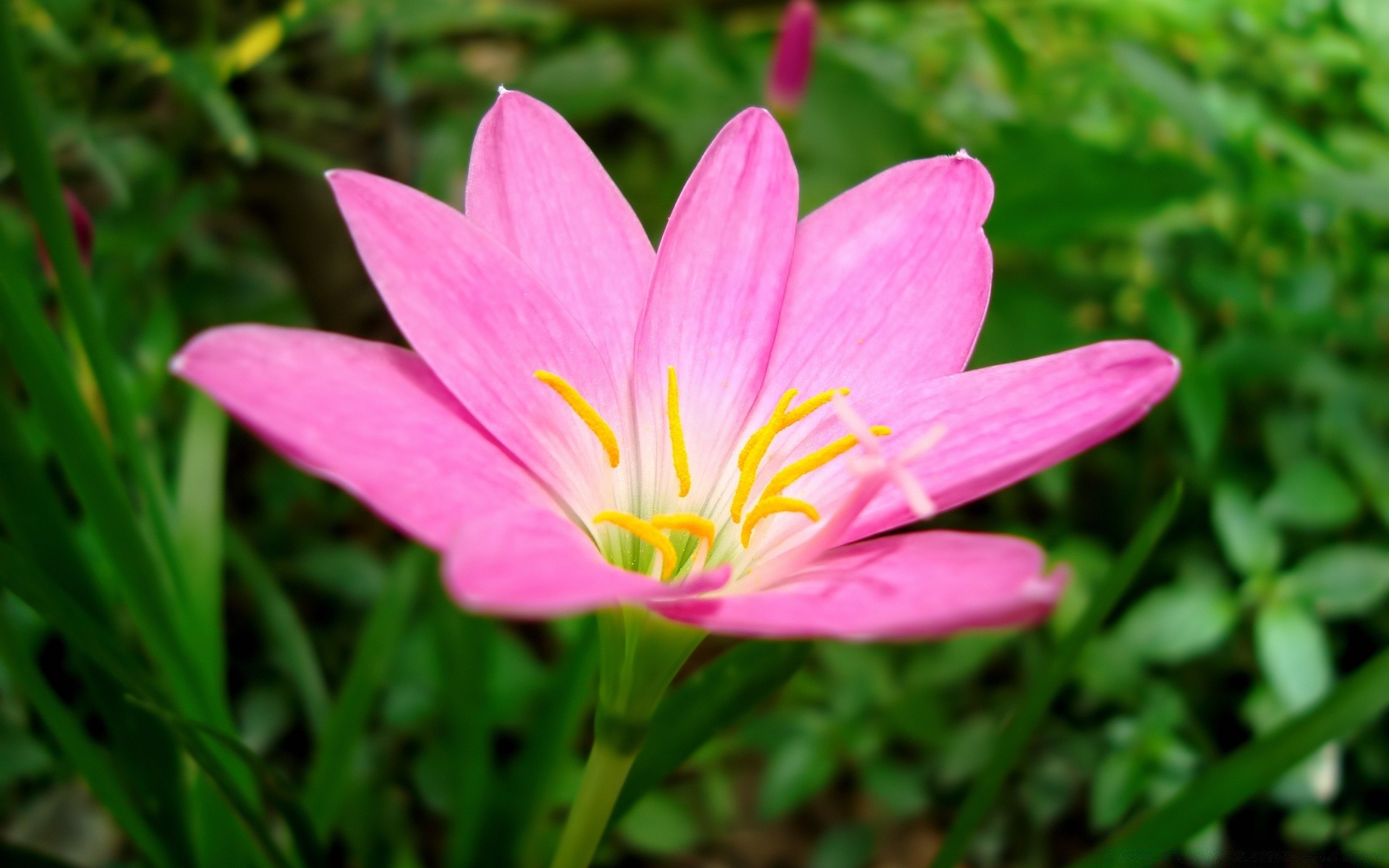 çiçekler doğa çiçek flora bahçe yaz çiçek açan yaprak petal çiçek yakın çekim güzel parlak renk sezon çimen park büyüme