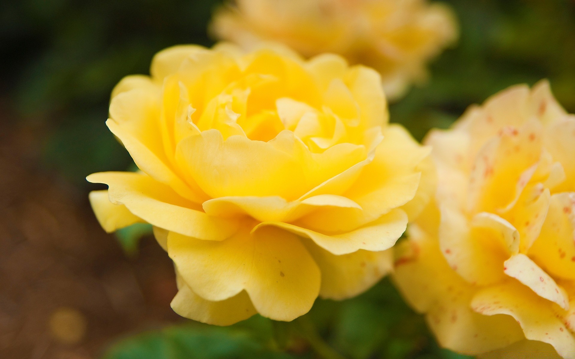 blumen natur blume blatt flora rose blütenblatt garten im freien sommer hell blühen blumen farbe wachstum romantik