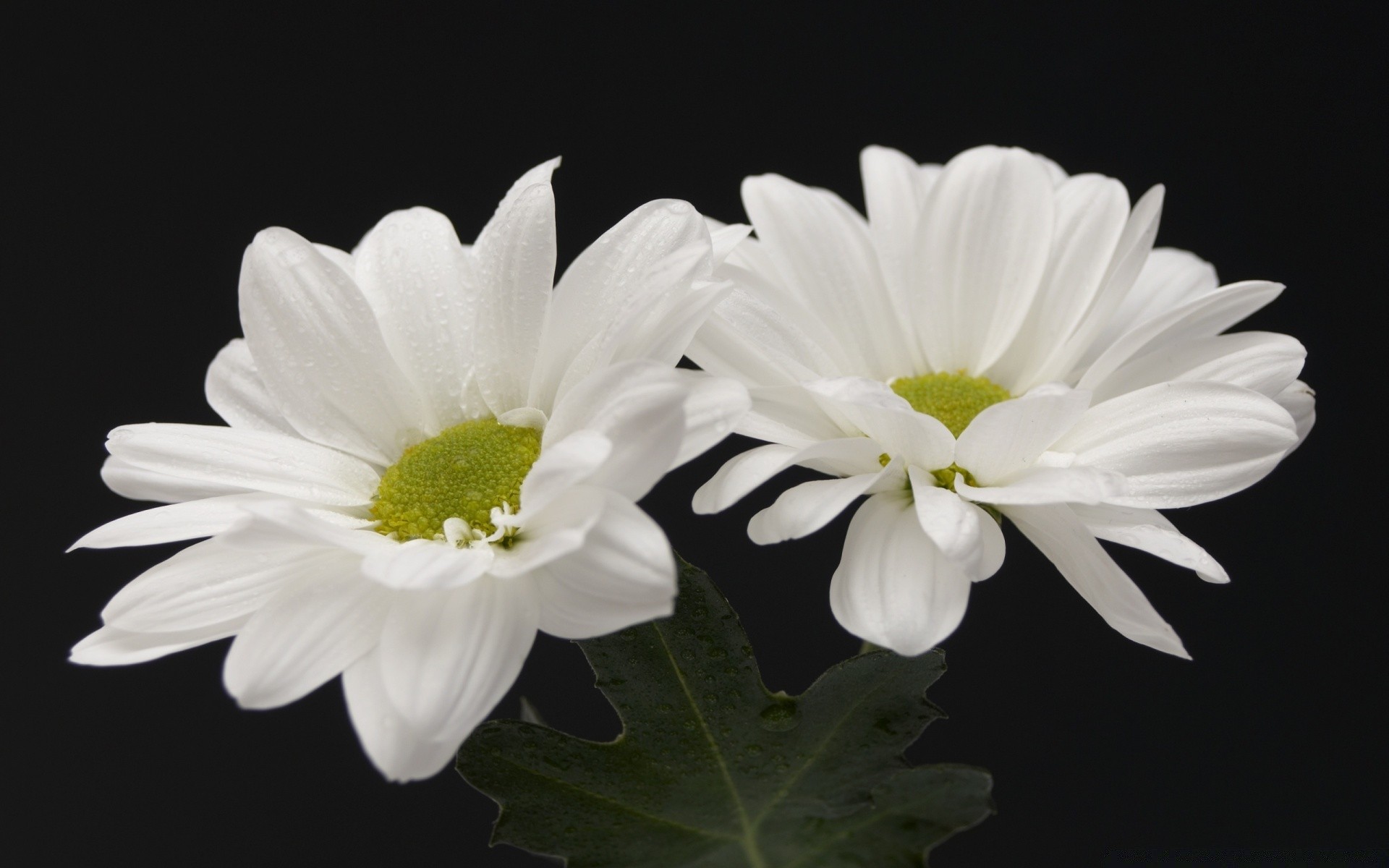 fleurs fleur nature flore pétale bluming floral belle feuille gros plan été jardin lumineux tête