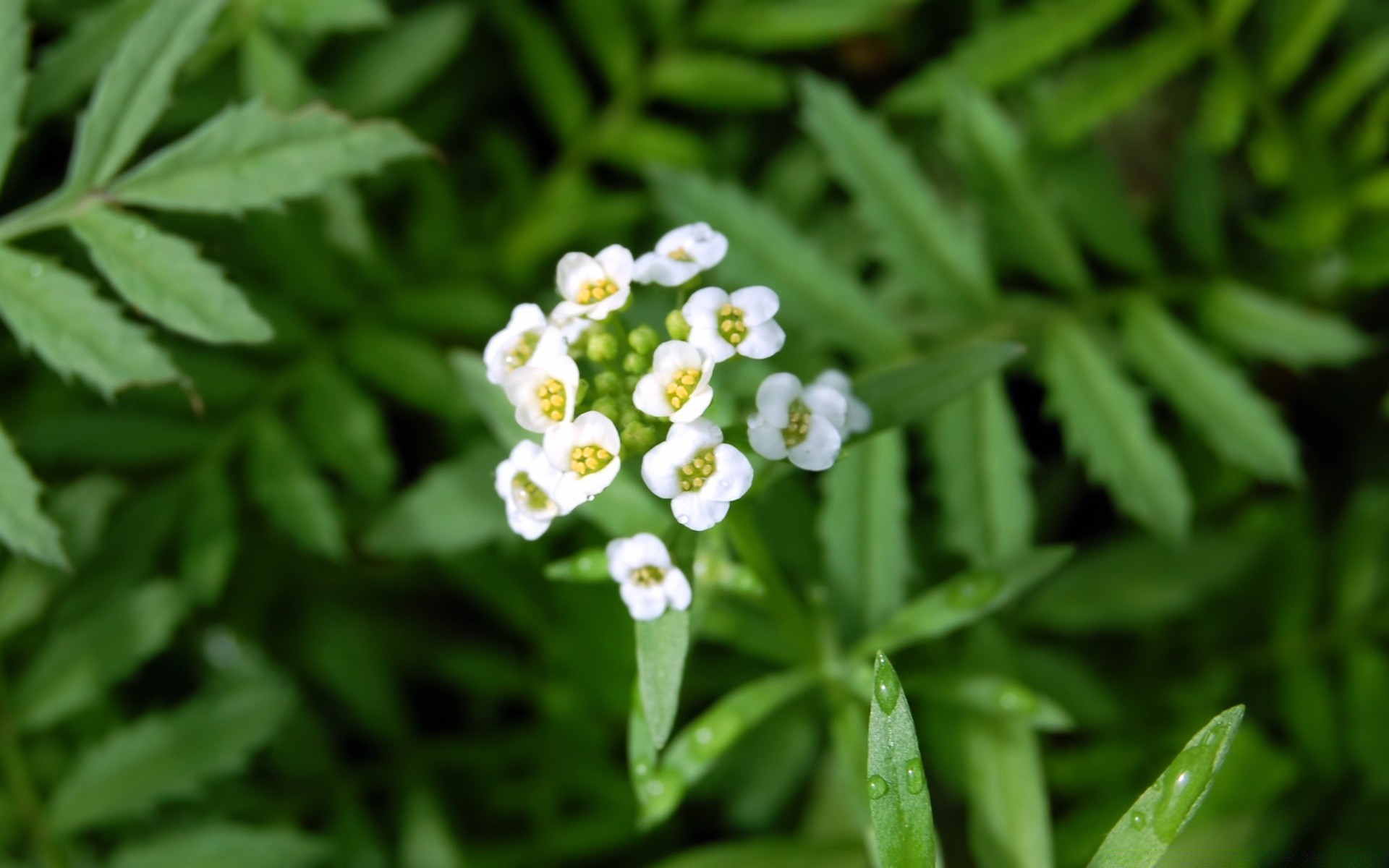 blumen blatt flora natur schließen garten wachstum sommer medium blume