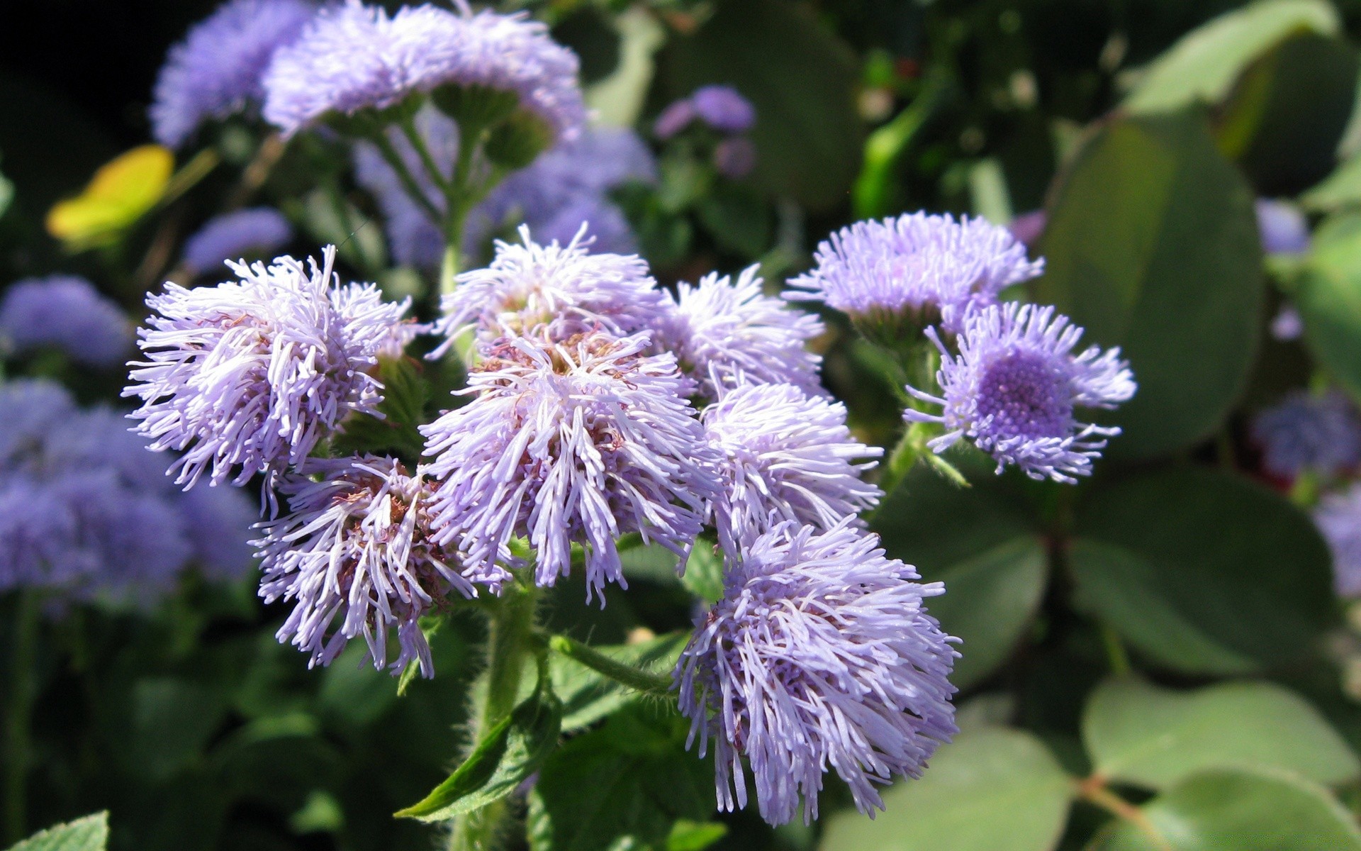 fleurs nature flore fleur feuille jardin été bluming floral fermer sauvage pétale à l extérieur vivace croissance saison lumineux champ couleur