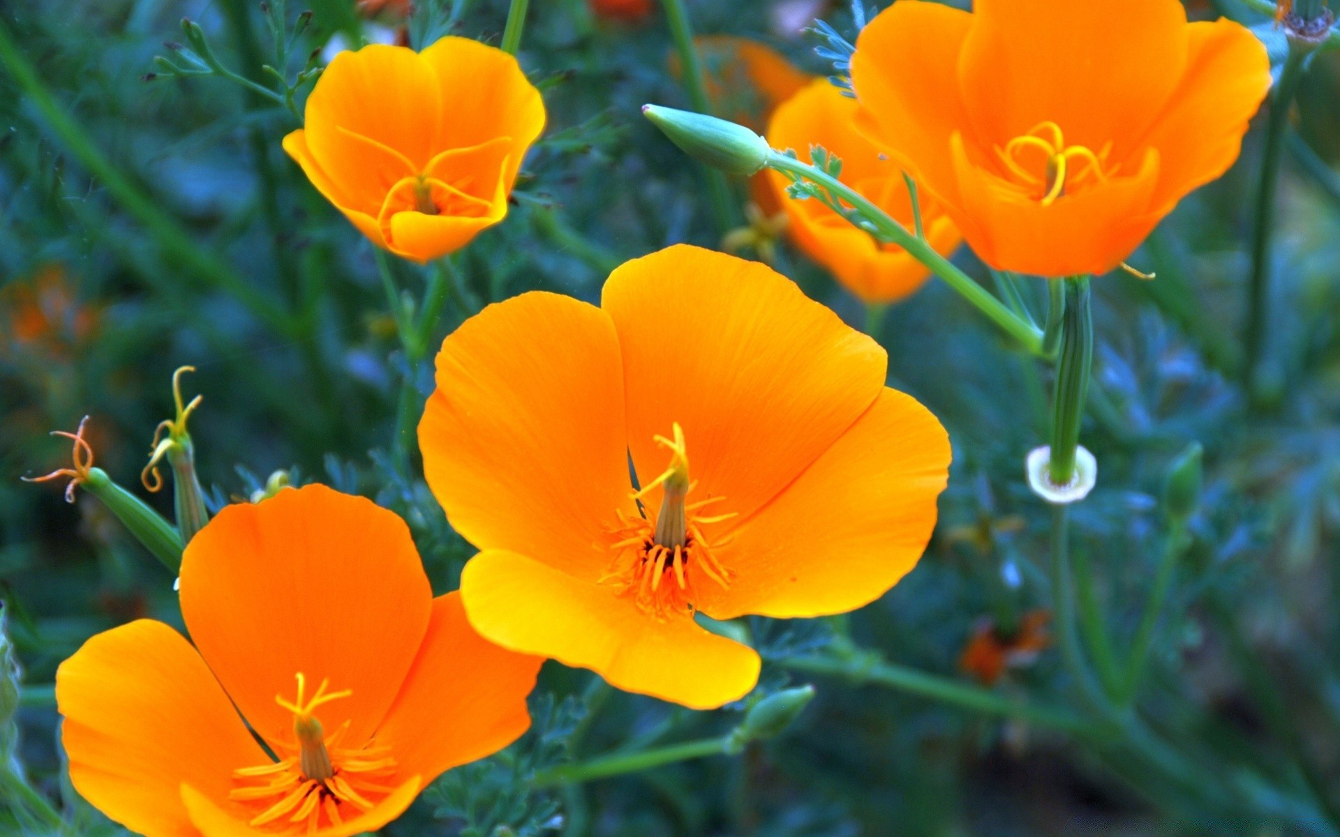 çiçekler doğa çiçek flora yaprak yaz parlak bahçe sezon taçyaprağı çiçek çiçek açan açık havada renk büyüme çimen alan güzel hava lale saman otu