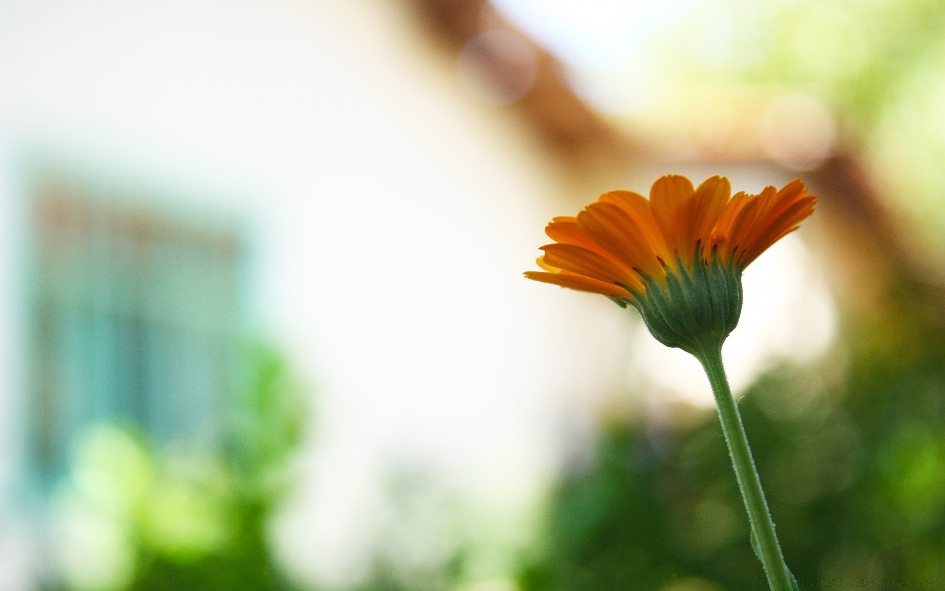 flowers flower nature blur summer flora garden leaf color growth dof bright