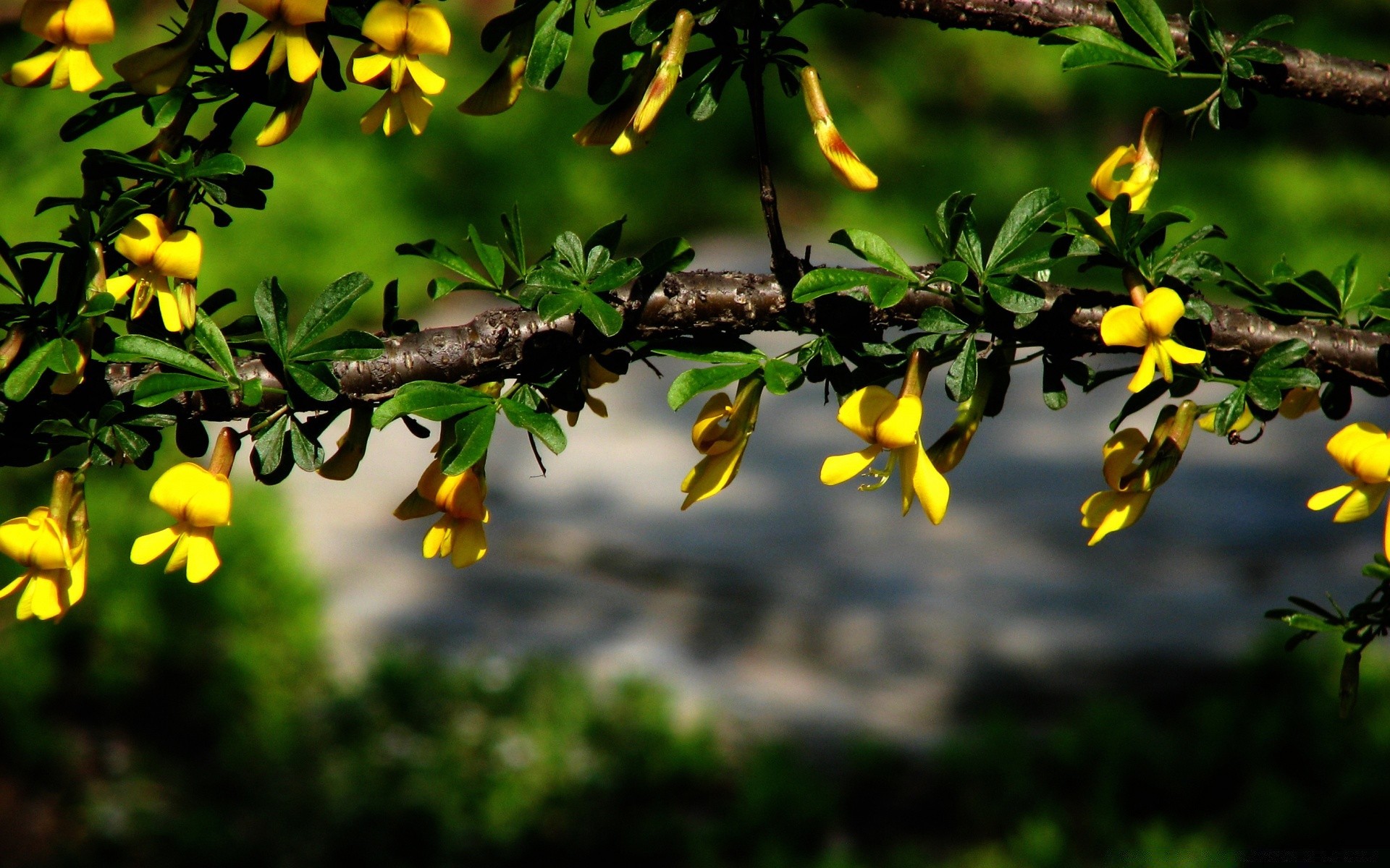 flowers tree nature flower leaf flora branch garden outdoors fruit growth season fair weather color park summer blooming