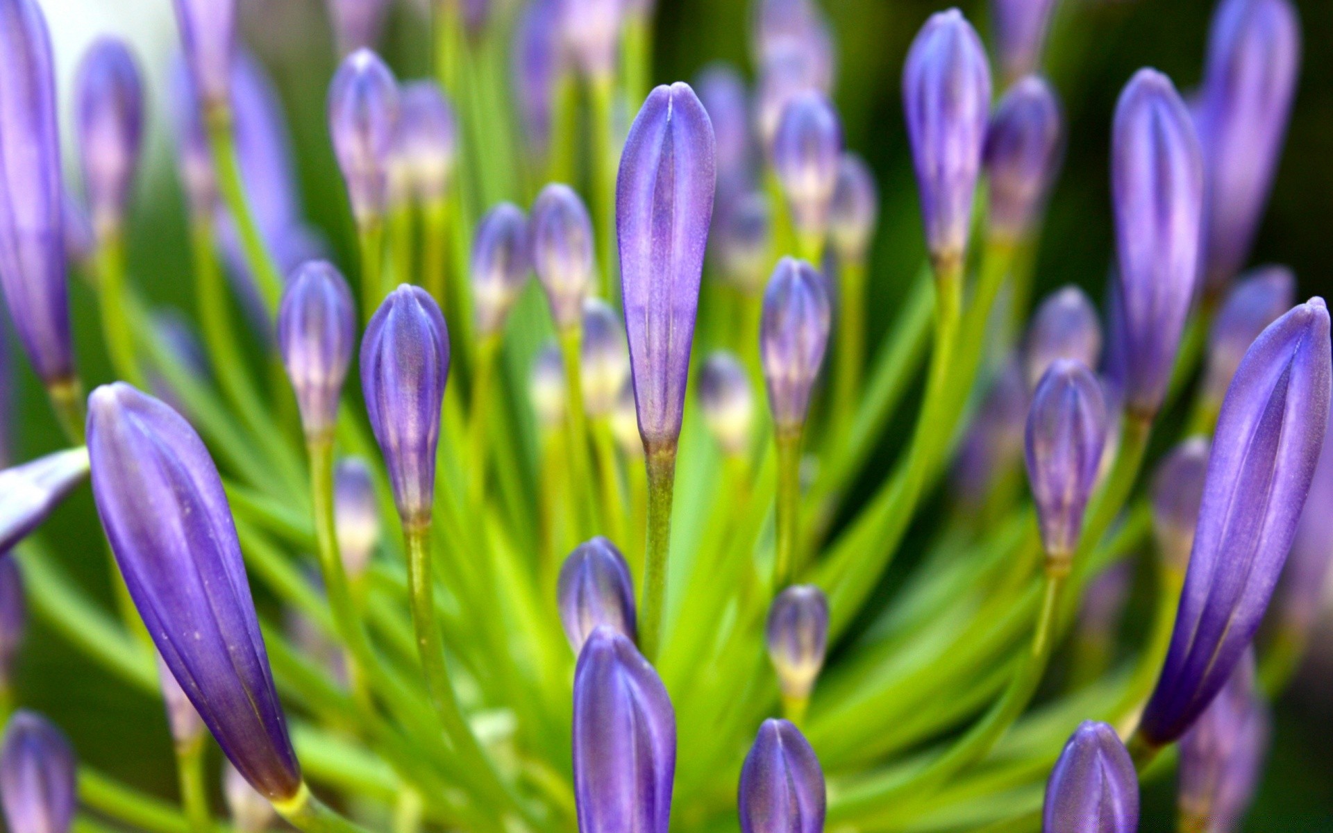 kwiaty natura kwiat flora ogród płatek lato kwiatowy liść bluming sezon wielkanoc jasne sianokosy lampy bukiet kolor pole wzrost trawa