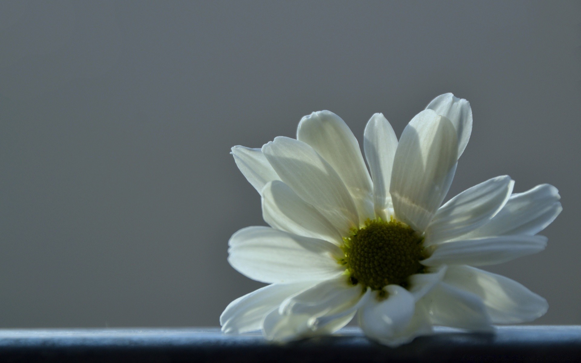 çiçekler doğa çiçek flora yaz parlak güzel petal yaprak renk bahçe çiçek açan