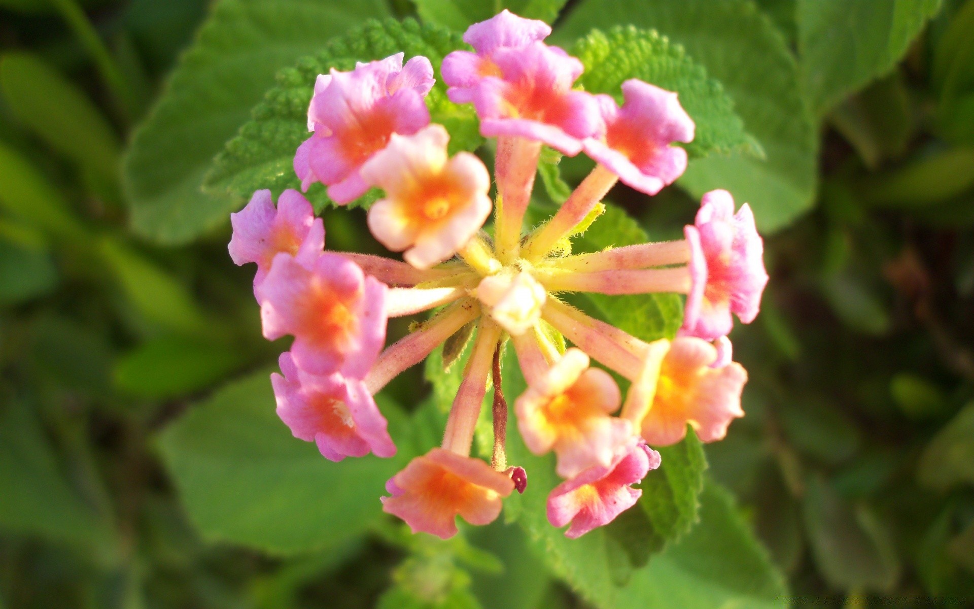 fleurs nature fleur feuille flore bluming floral jardin été pétale couleur à l extérieur lumineux arbuste gros plan croissance