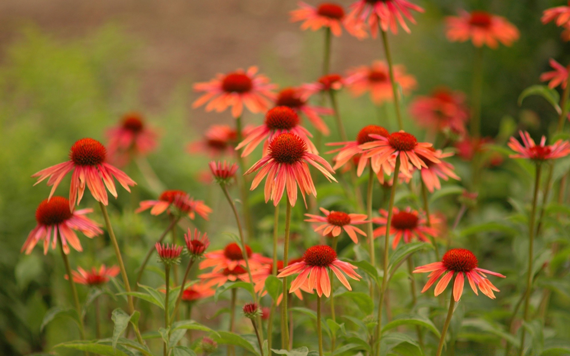 fiori fiore natura flora giardino estate all aperto fiore foglia campo floreale petalo crescita echinacea colore selvaggio