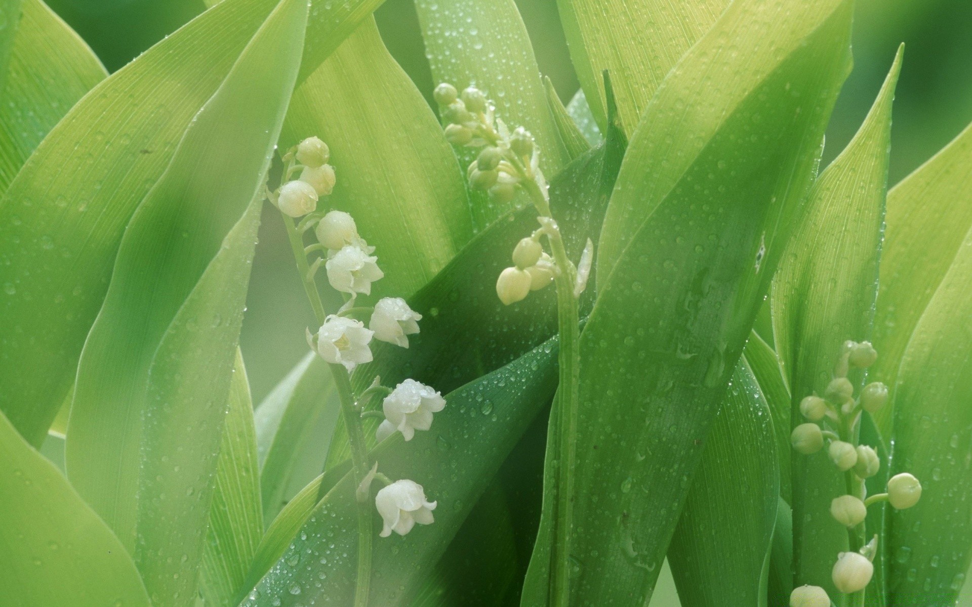 blumen blatt flora regen tau tropfen natur wachstum garten blume reinheit botanisch tropfen tropfen wasser kaktus frische schale schließen sommer